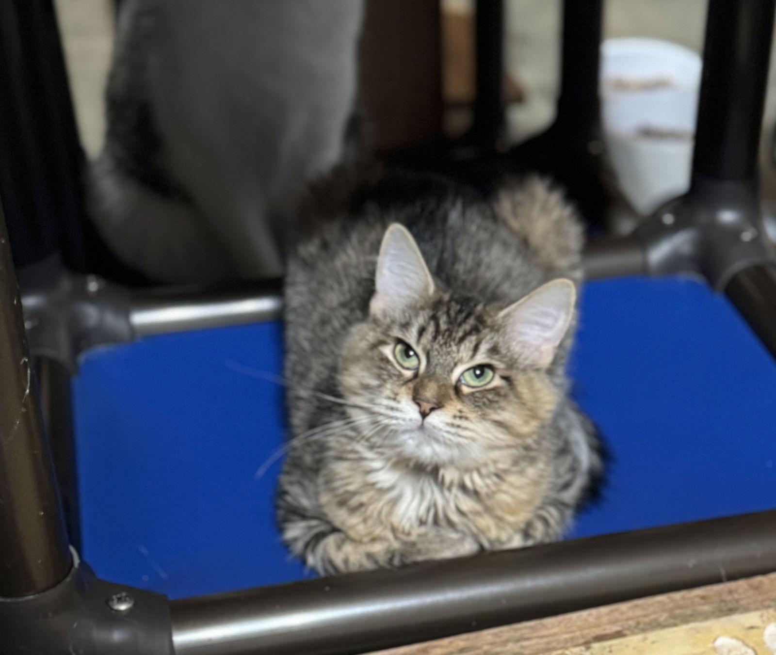 Sunbeam, Adoptable, Young Female Domestic Medium Hair & Tabby.