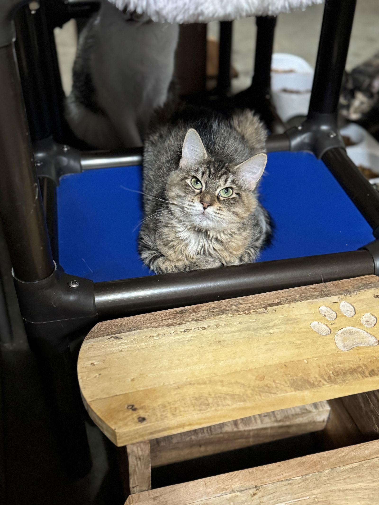 Enlarge Sunbeam, a Adoptable mixed breed in Hammond, LA image 3/3