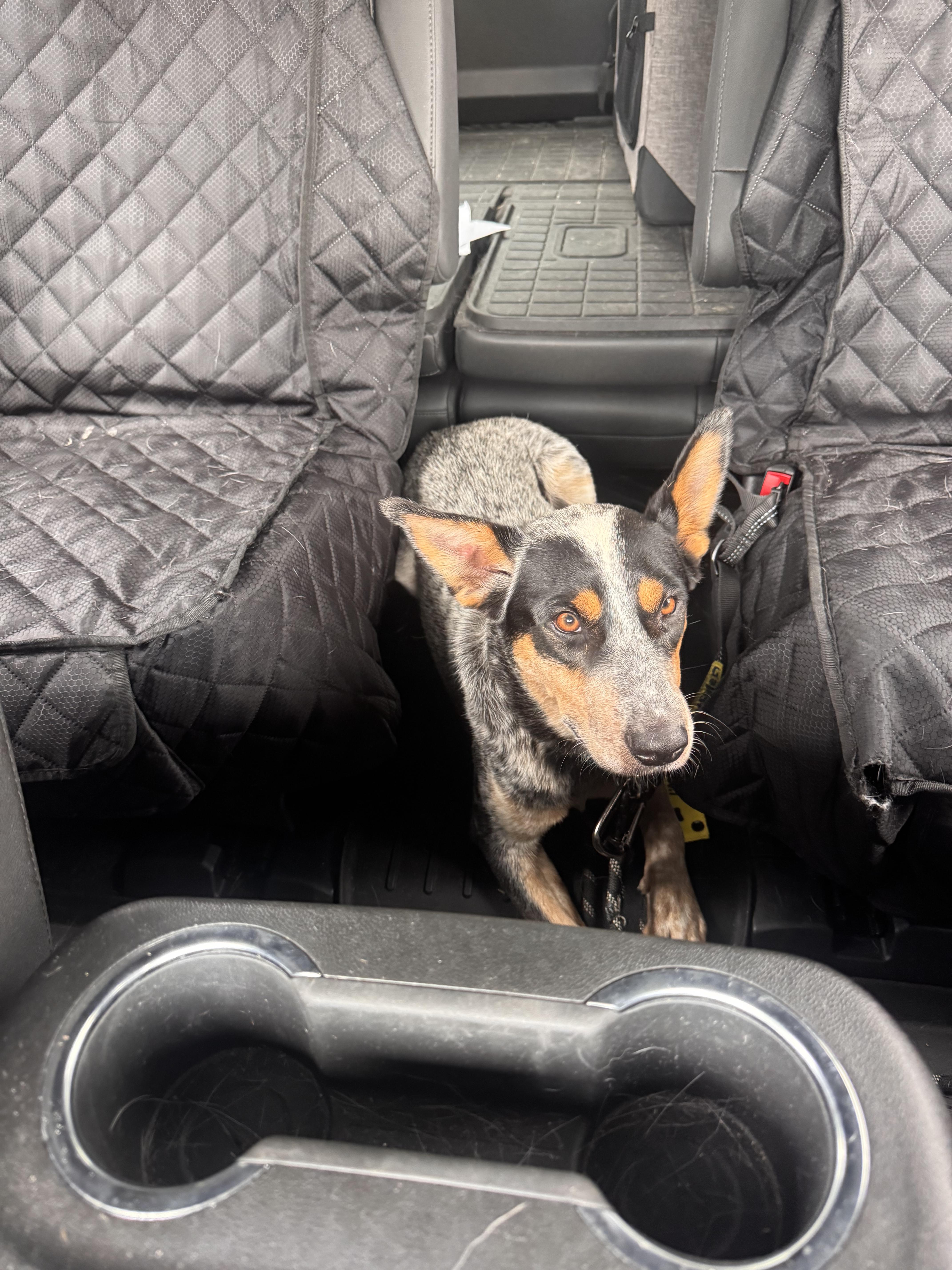 Enlarge Max, a Adoptable Australian Cattle Dog / Blue Heeler in Bradenton, FL image 1/6