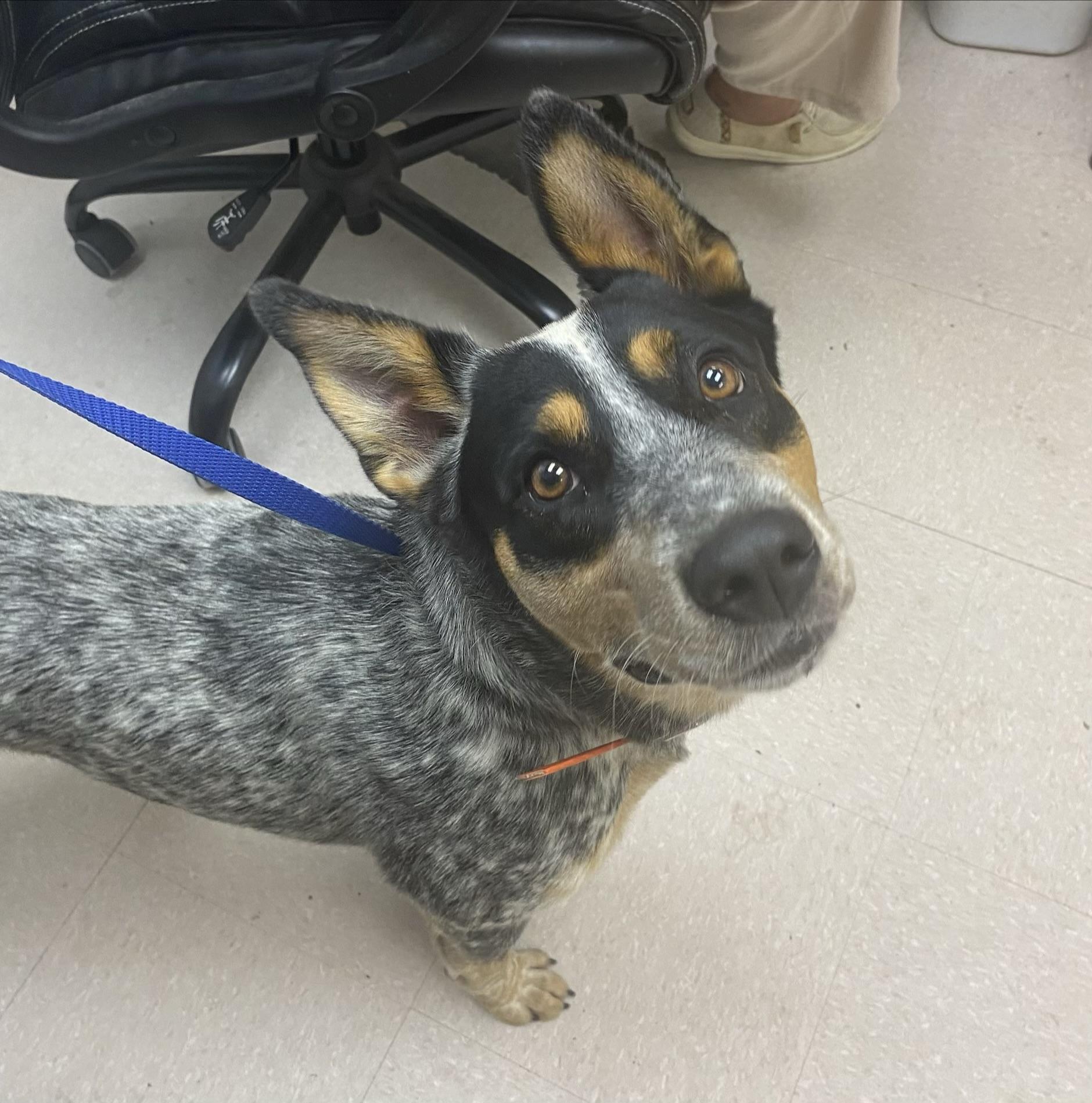 Enlarge Max, a Adoptable Australian Cattle Dog / Blue Heeler in Bradenton, FL image 2/6