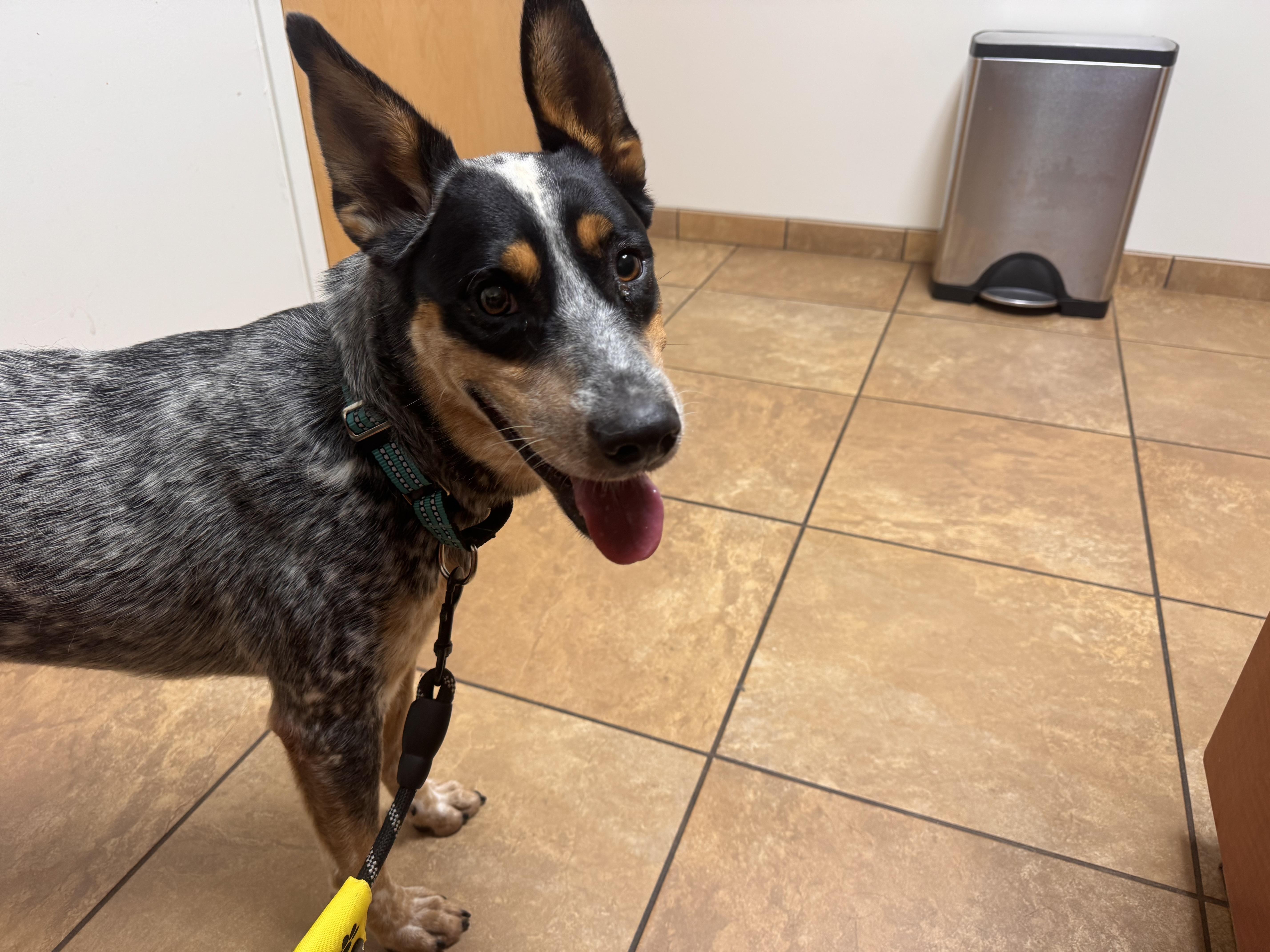 Enlarge Max, a Adoptable Australian Cattle Dog / Blue Heeler in Bradenton, FL image 3/6