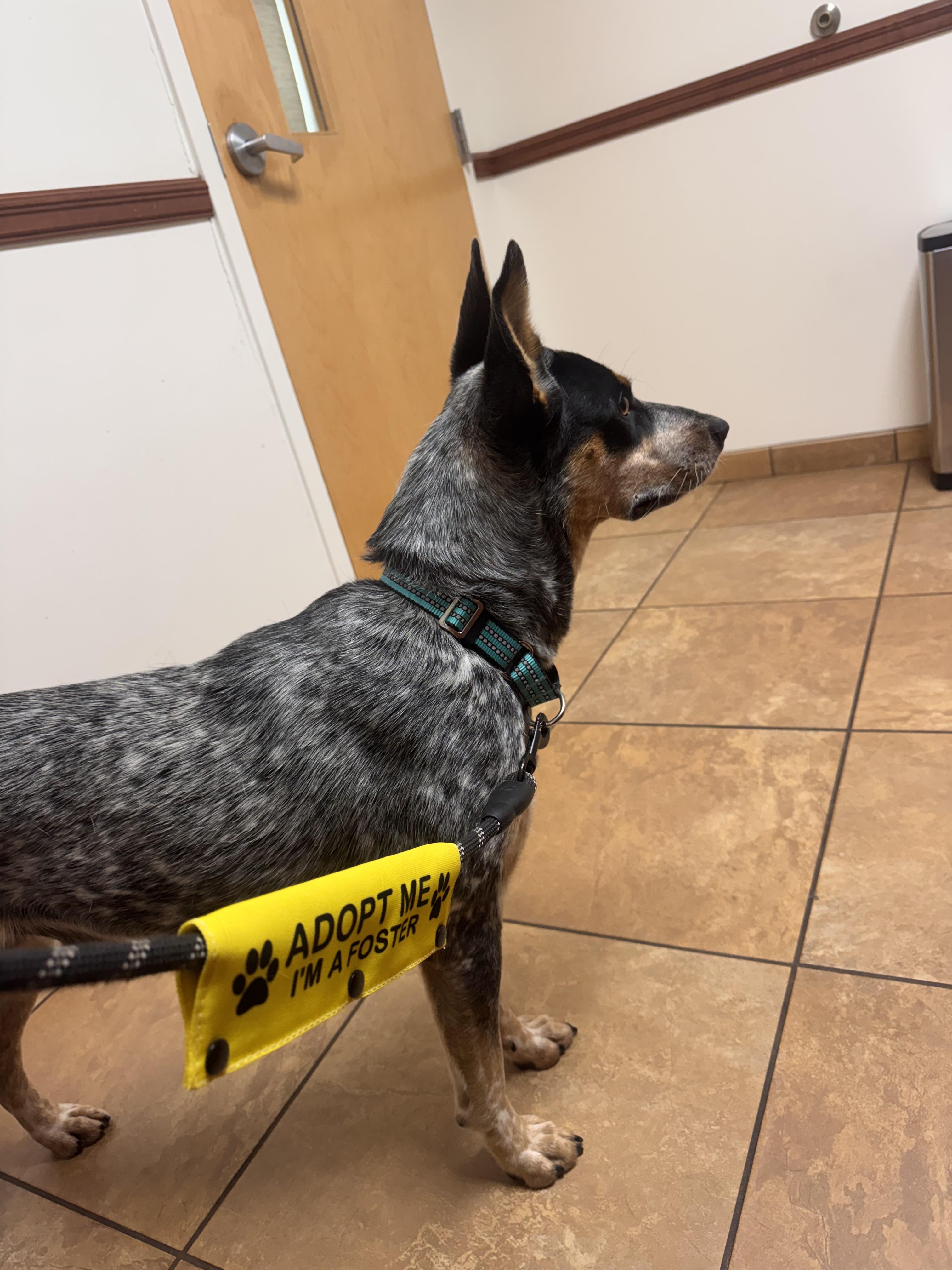 Enlarge Max, a Adoptable Australian Cattle Dog / Blue Heeler in Bradenton, FL image 4/6