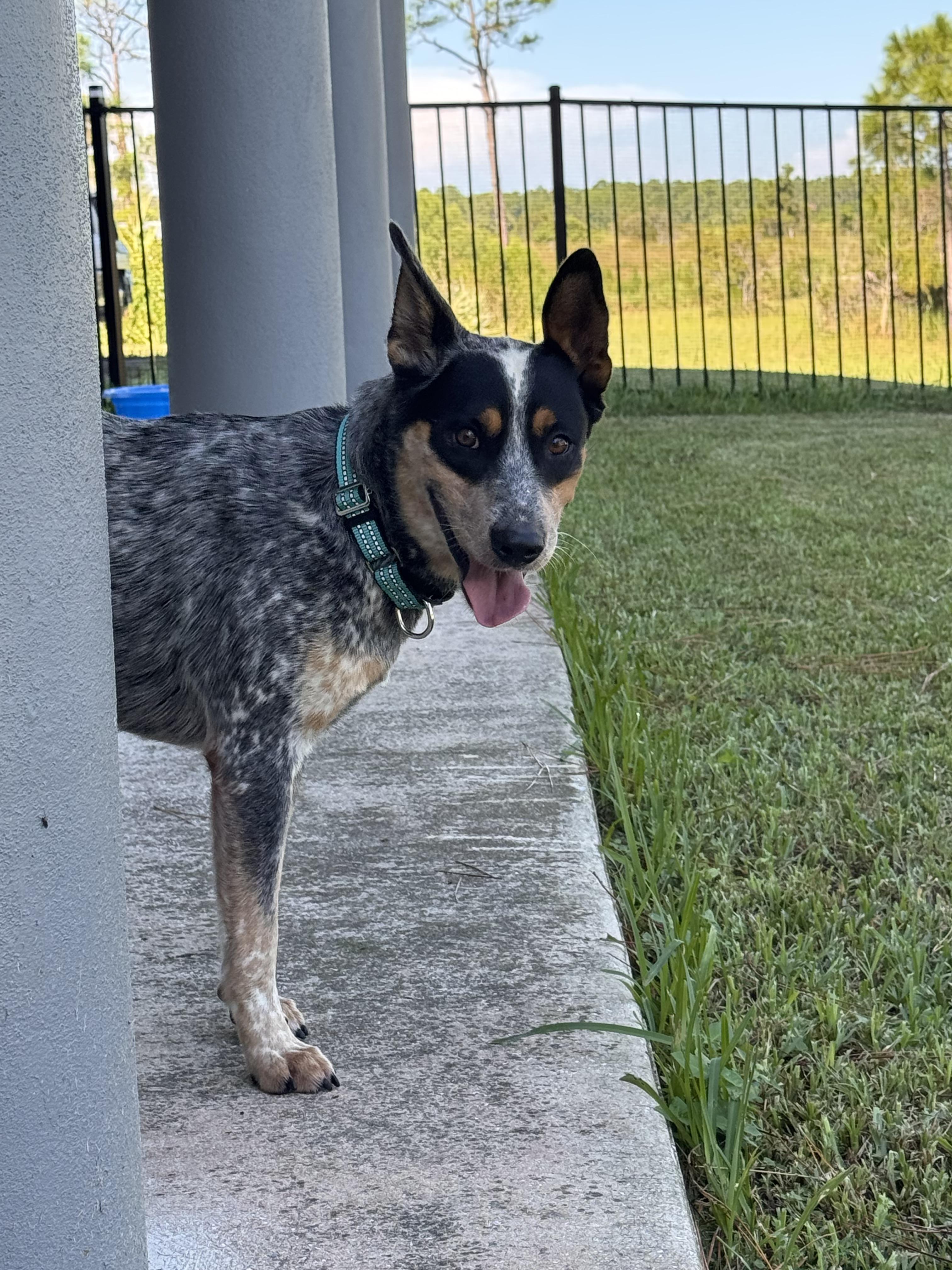 Enlarge Max, a Adoptable Australian Cattle Dog / Blue Heeler in Bradenton, FL image 5/6