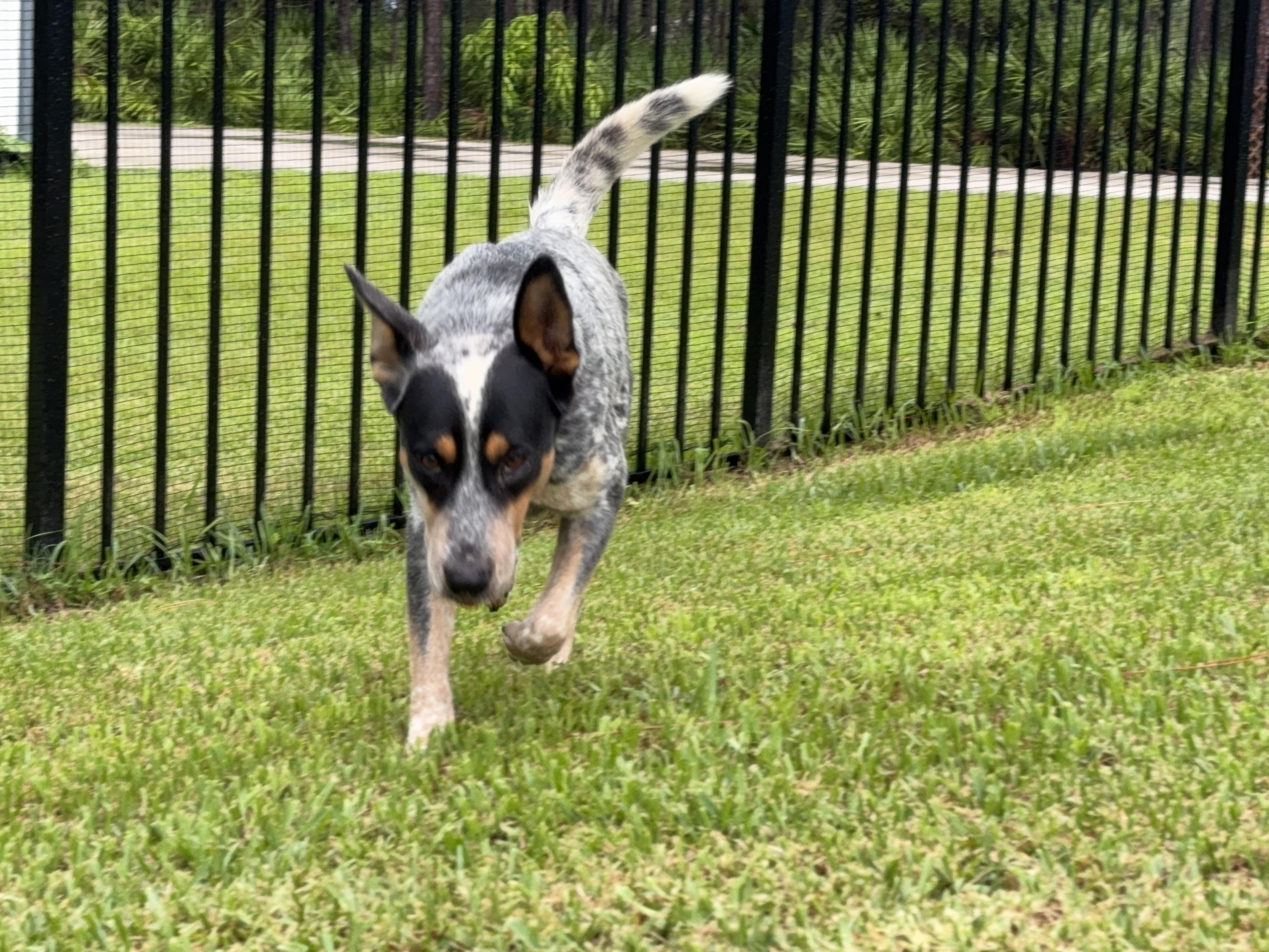 Enlarge Max, a Adoptable Australian Cattle Dog / Blue Heeler in Bradenton, FL image 6/6