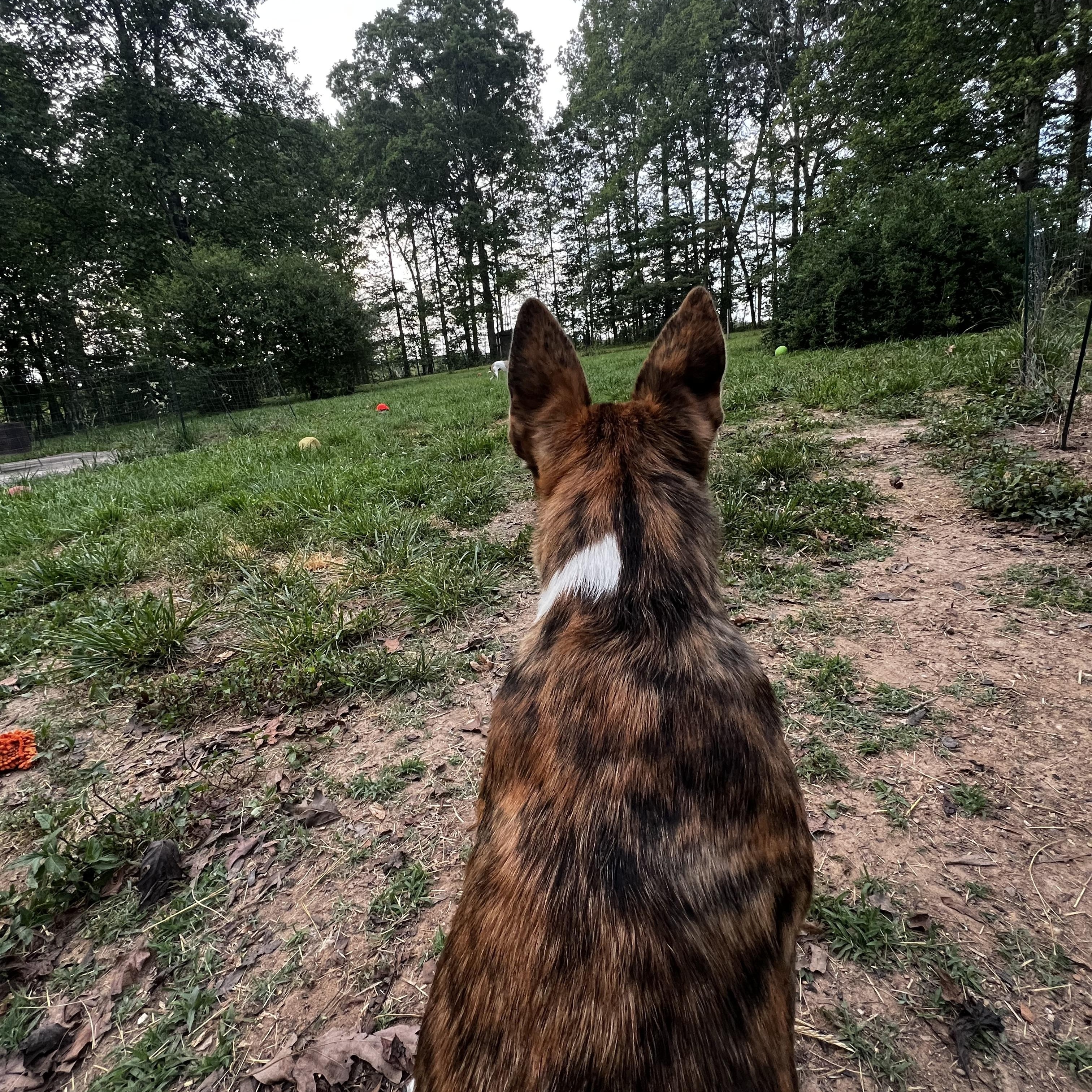 Enlarge Bullwinkle, an adopted mixed breed in Culpeper, VA image 2/6