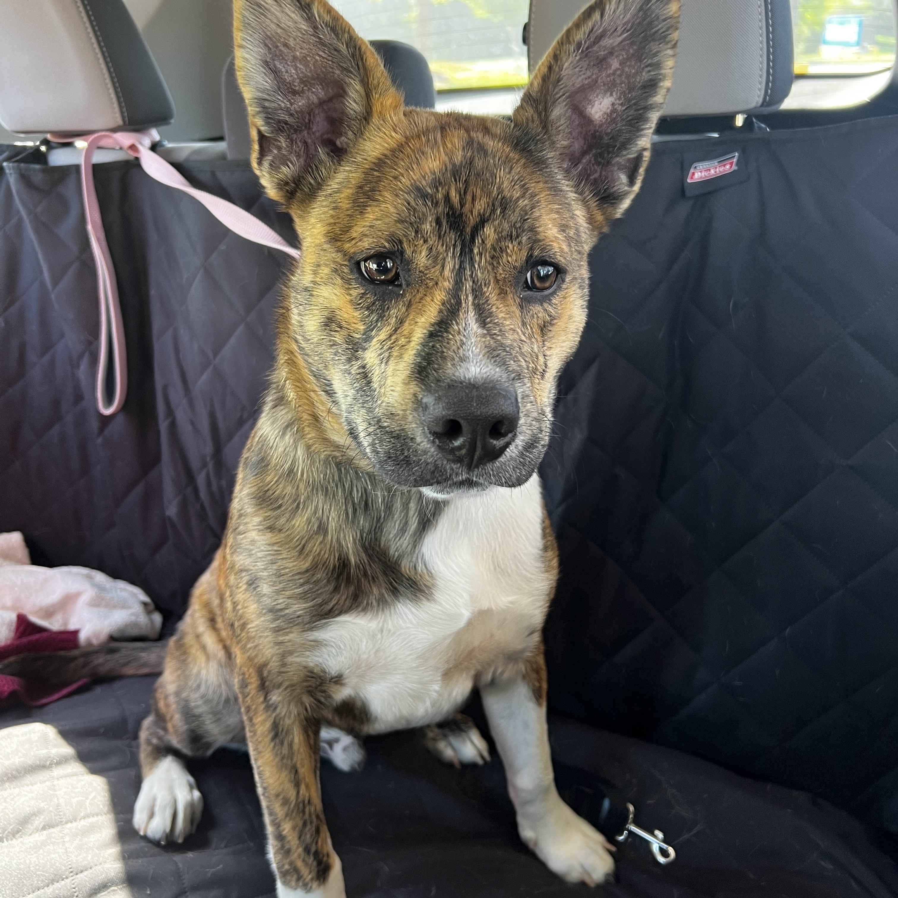 Enlarge Bullwinkle, an adopted mixed breed in Culpeper, VA image 1/6