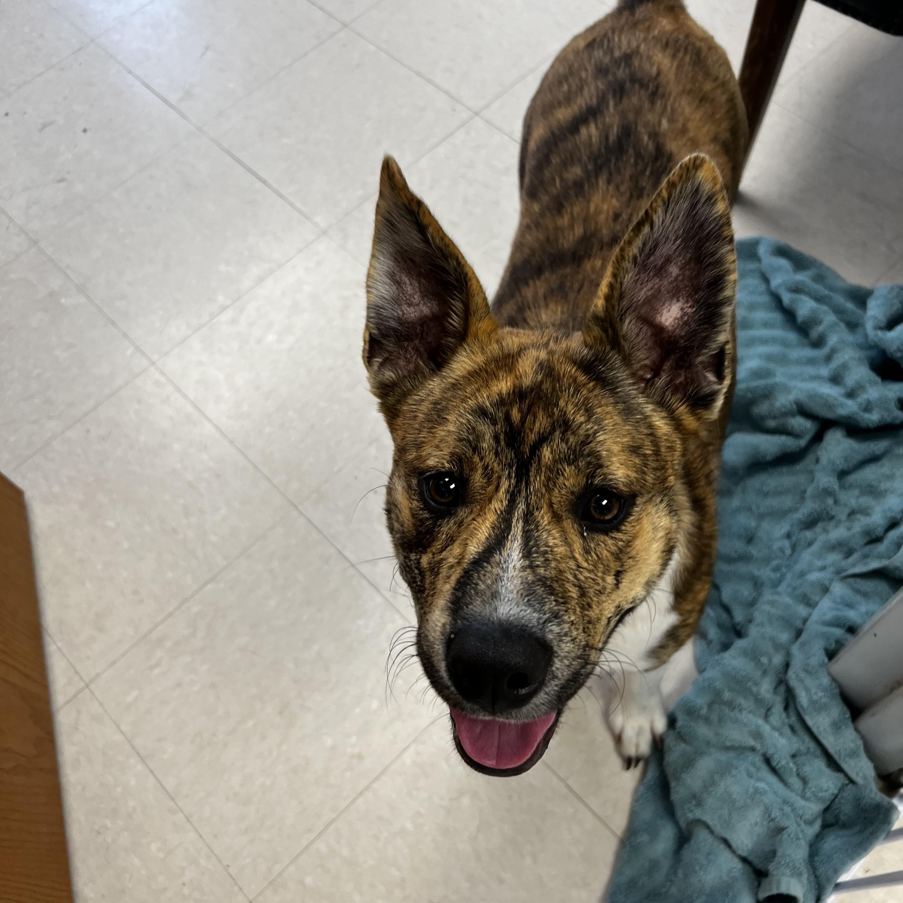 Enlarge Bullwinkle, an adopted mixed breed in Culpeper, VA image 5/6