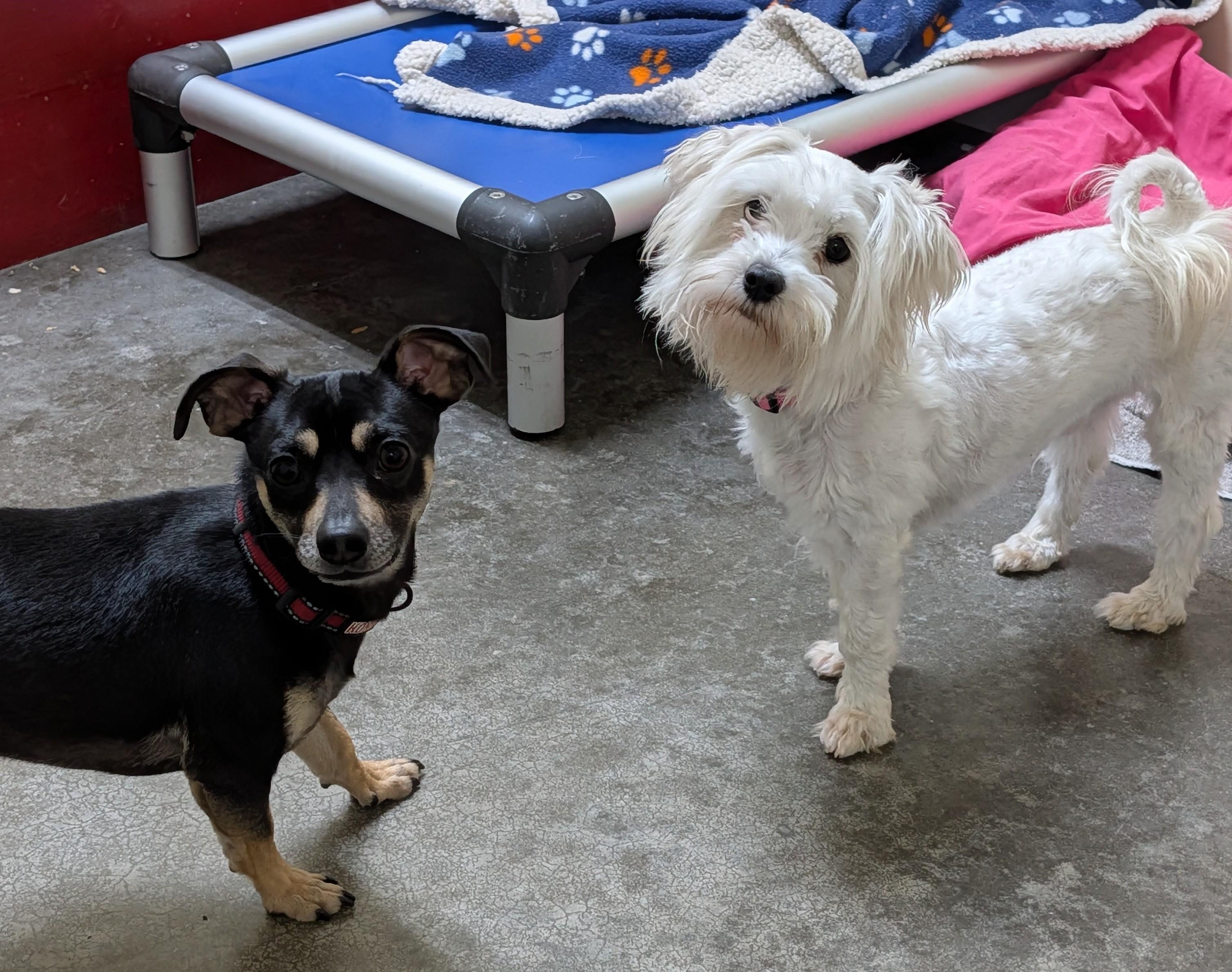 Enlarge Lil, an adopted mixed breed in Decatur, IL image 1/1