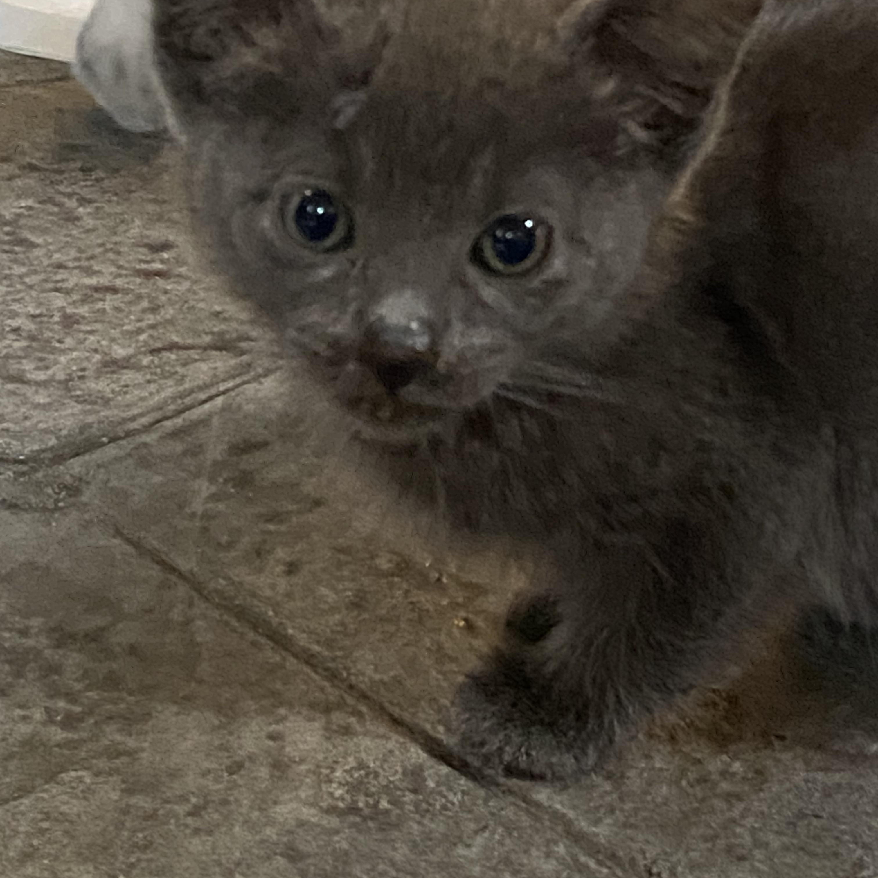 3 kittens, a ADOPTABLE Russian Blue in New Orleans, LA image 1/4