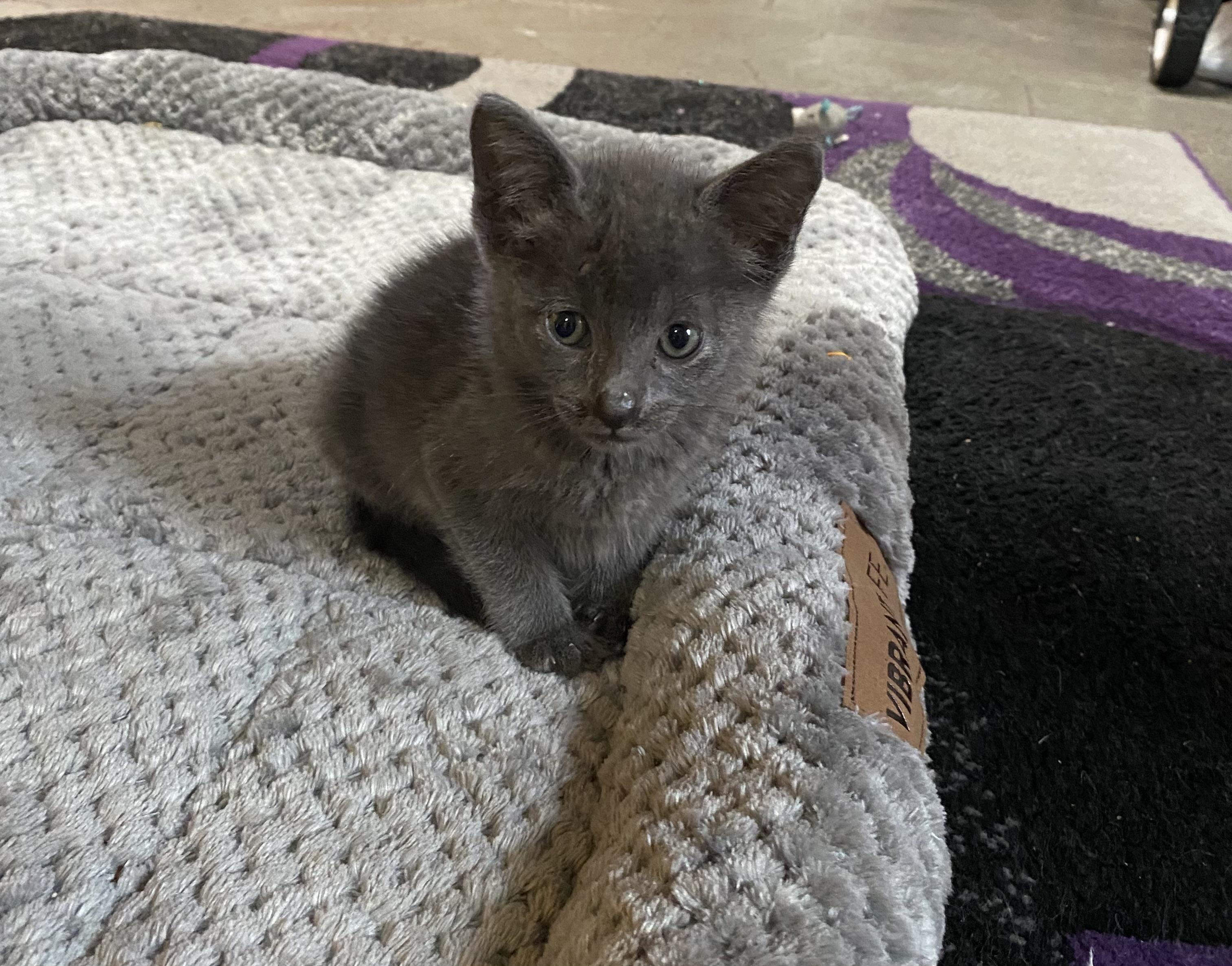 3 kittens, a ADOPTABLE Russian Blue in New Orleans, LA image 2/4