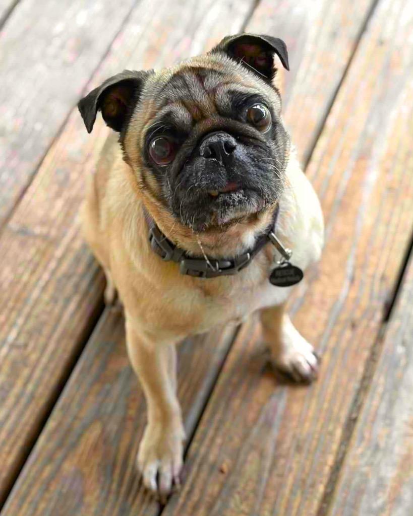 Henry, a Adoptable Pug in Bryan, TX image 1/6