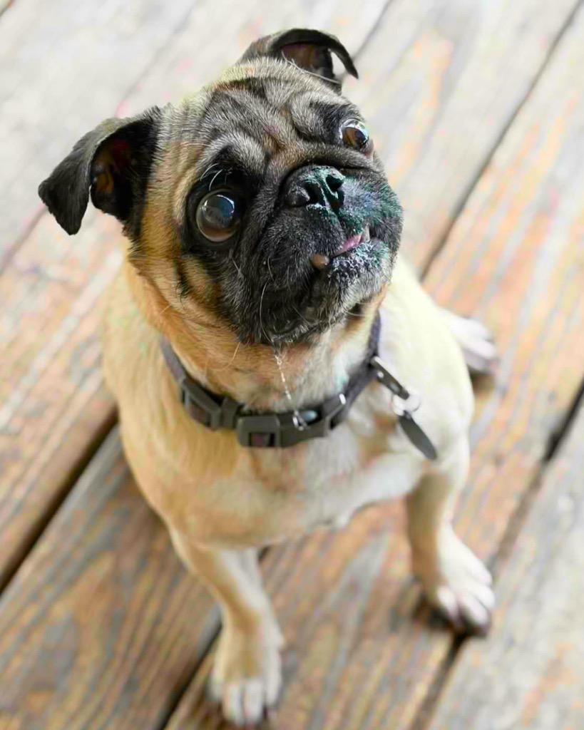 Henry, a Adoptable Pug in Bryan, TX image 2/6