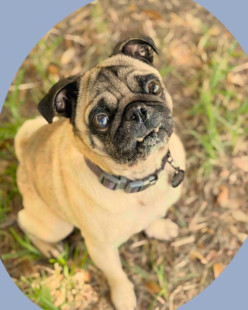 Henry, a Adoptable Pug in Bryan, TX image 3/6