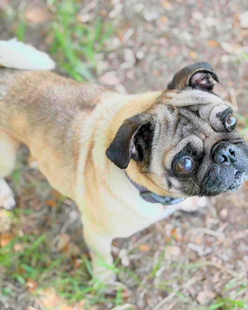 Henry, a Adoptable Pug in Bryan, TX image 4/6