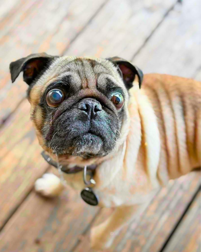 Henry, a Adoptable Pug in Bryan, TX image 5/6