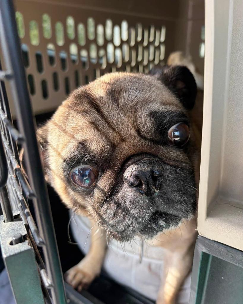 Henry, a Adoptable Pug in Bryan, TX image 6/6