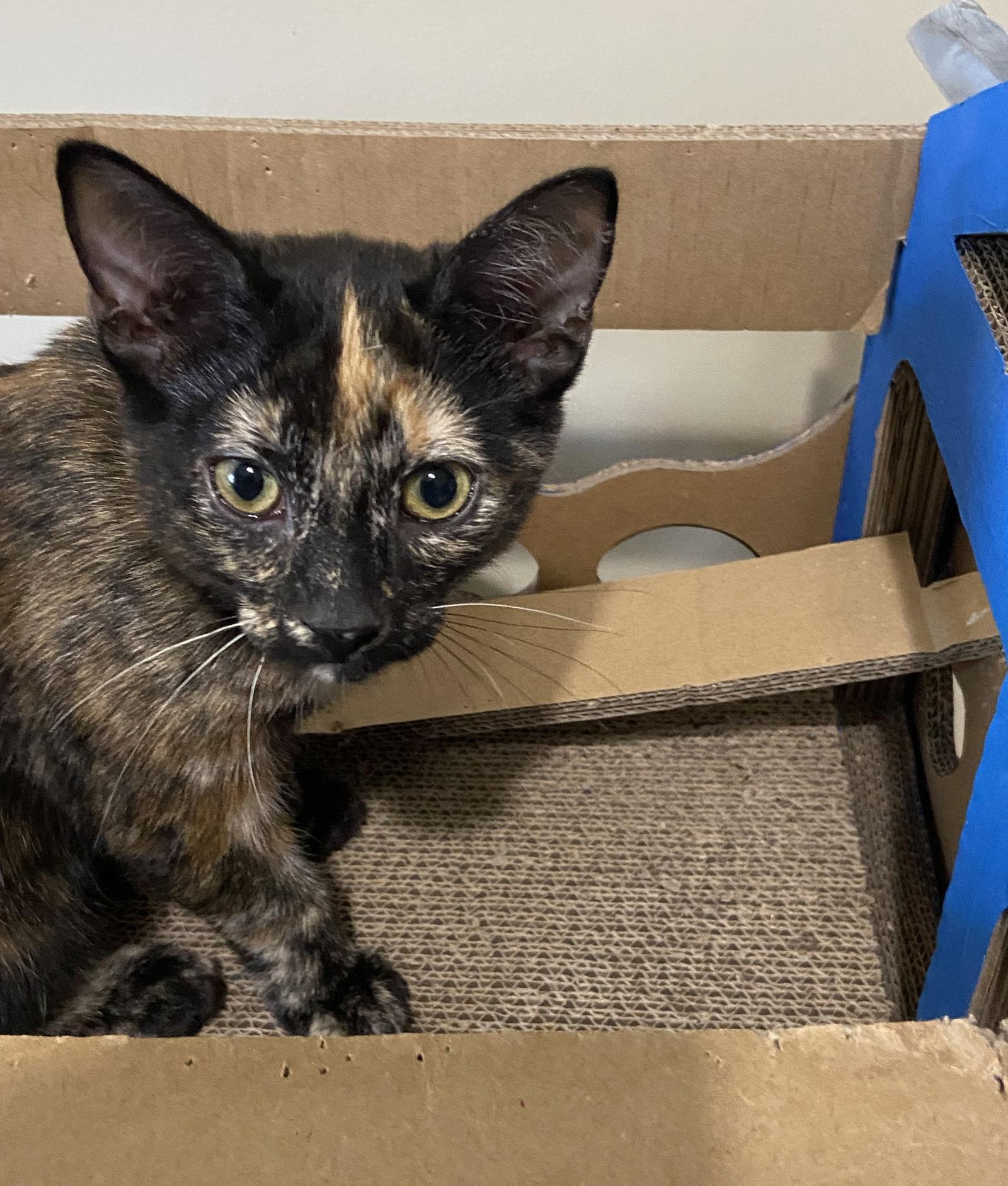 Prue, Adopted, Young Female Domestic Short Hair.