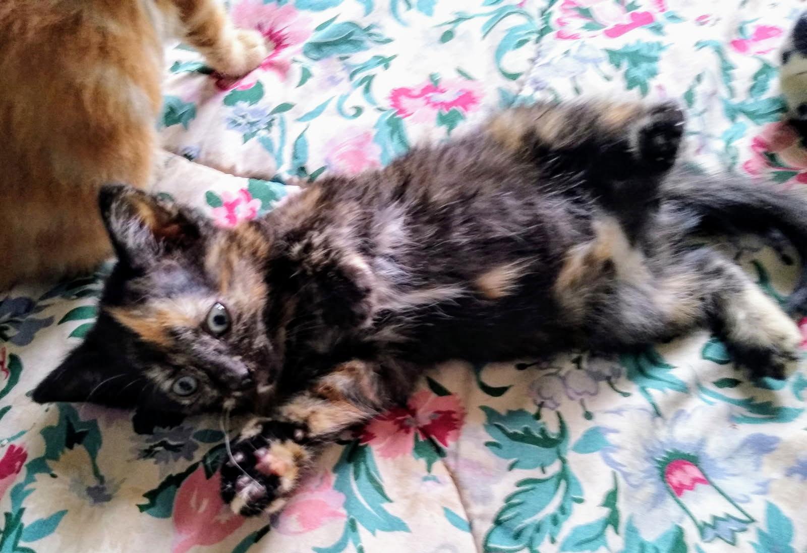 Prue, a Adopted Domestic Short Hair in Markham, ON image 2/3