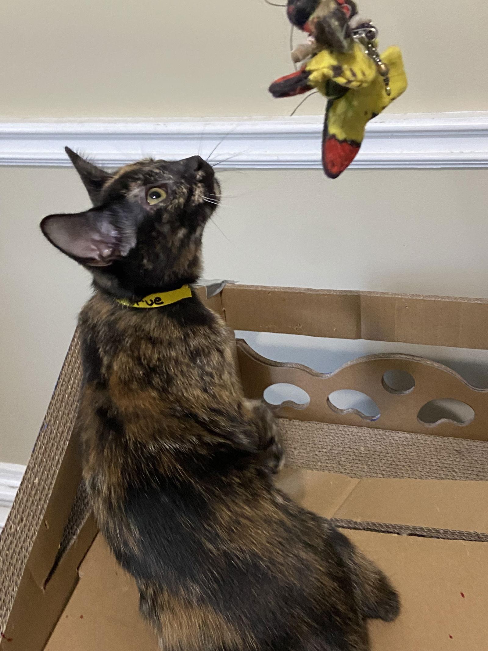 Prue, a Adopted Domestic Short Hair in Markham, ON image 3/3