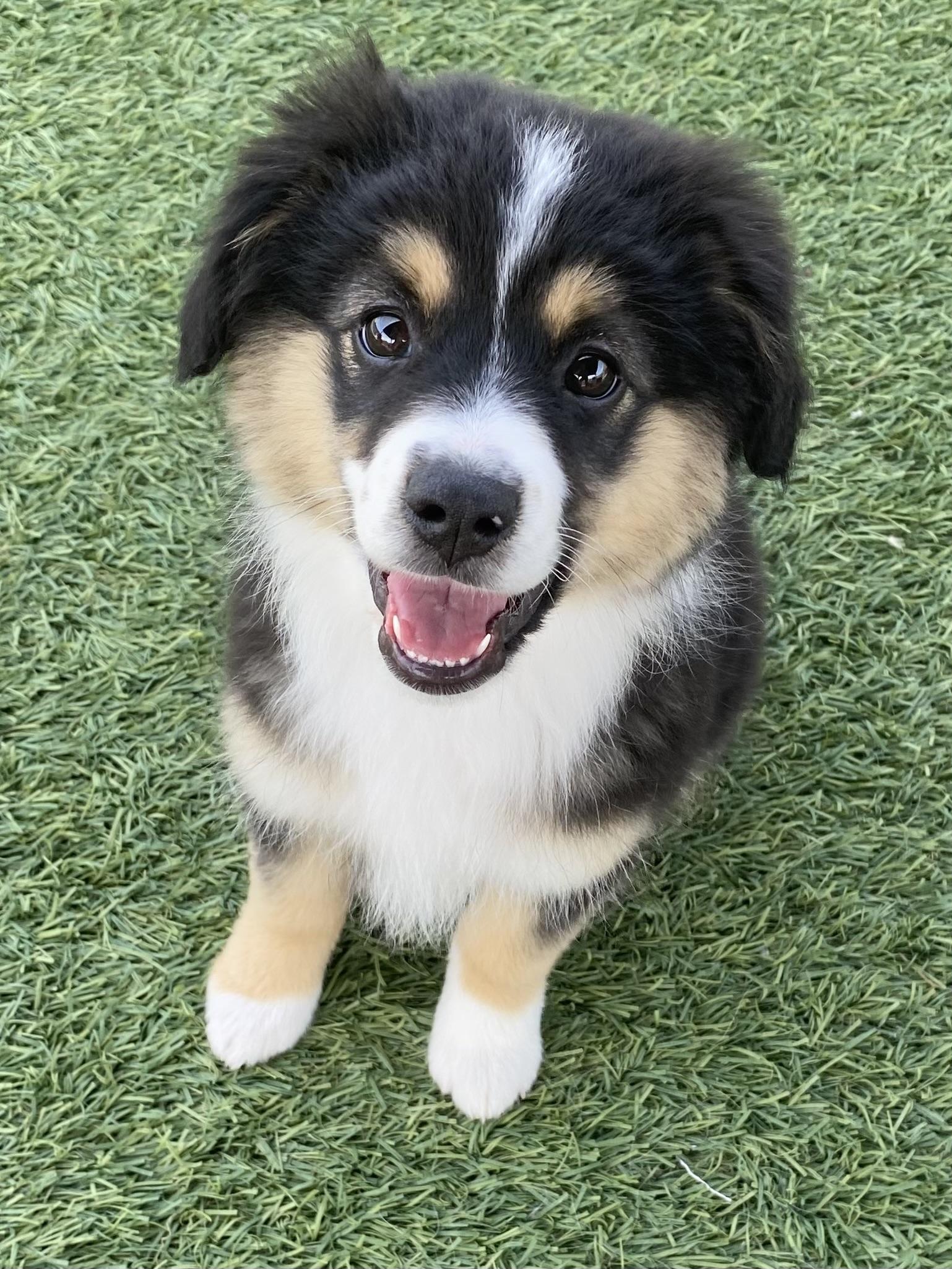 Enlarge Winnie, a ADOPTABLE Australian Shepherd in Bonita, CA image 1/3