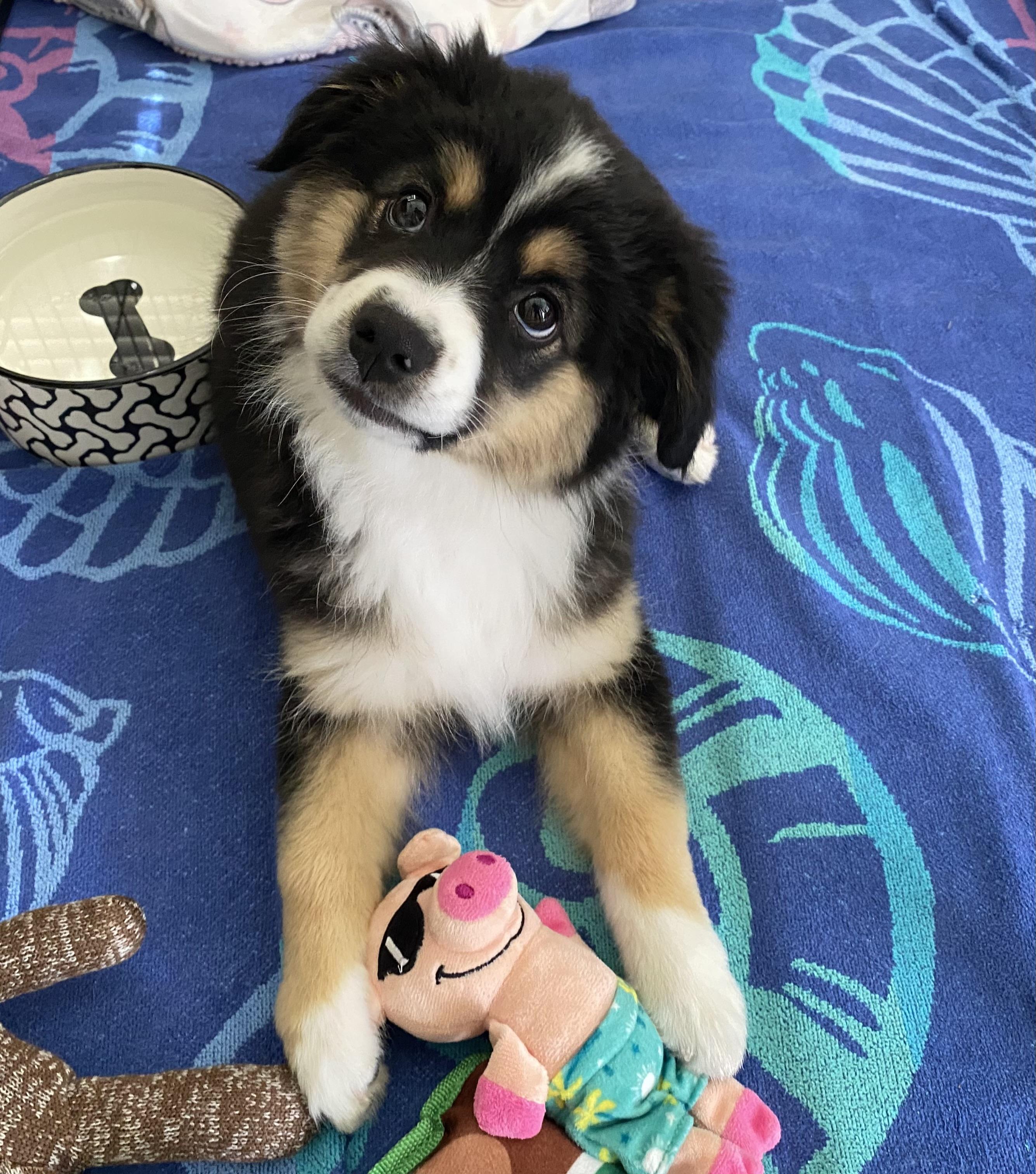 Enlarge Winnie, a ADOPTABLE Australian Shepherd in Bonita, CA image 2/3