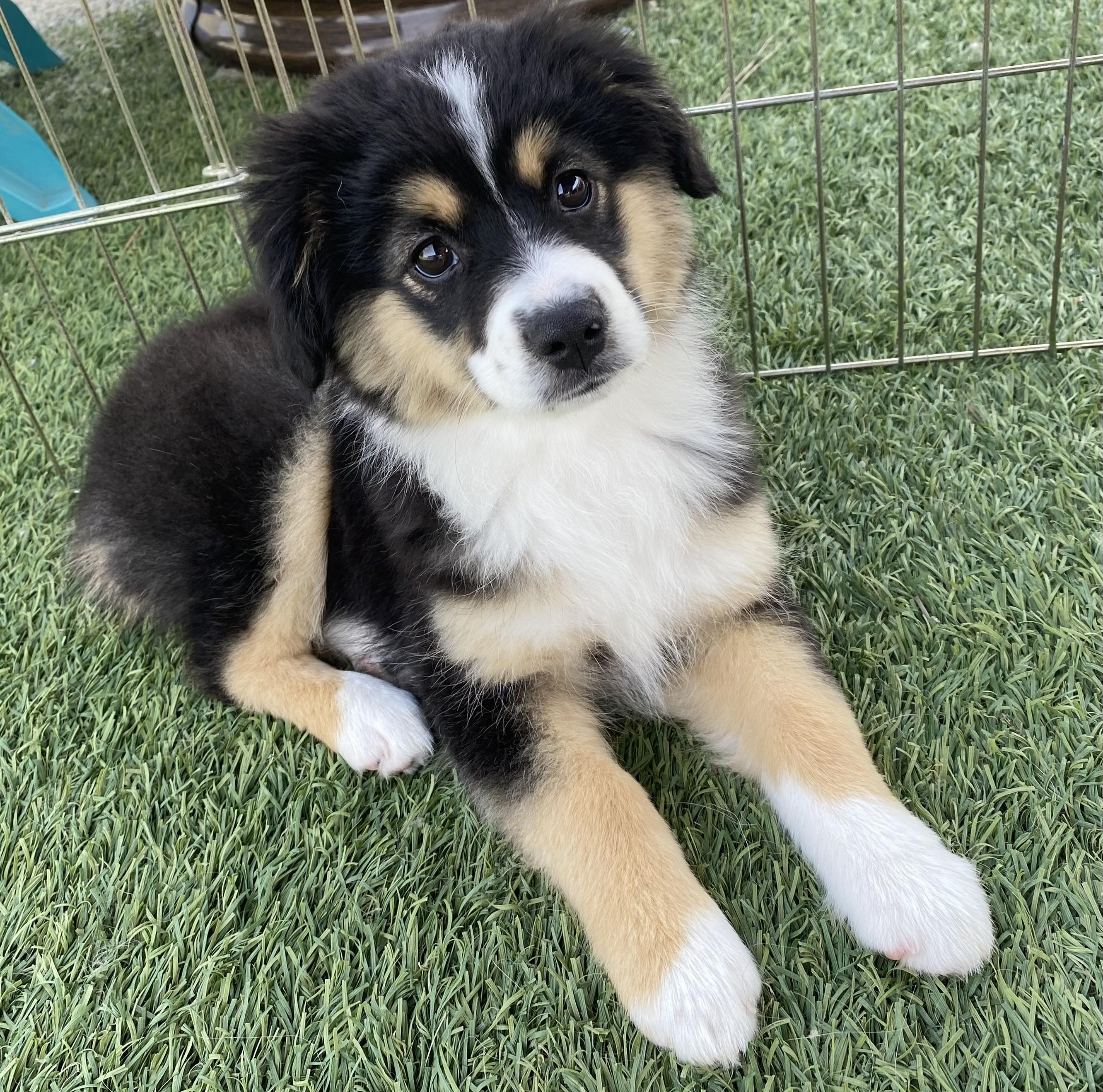 Enlarge Winnie, a ADOPTABLE Australian Shepherd in Bonita, CA image 3/3