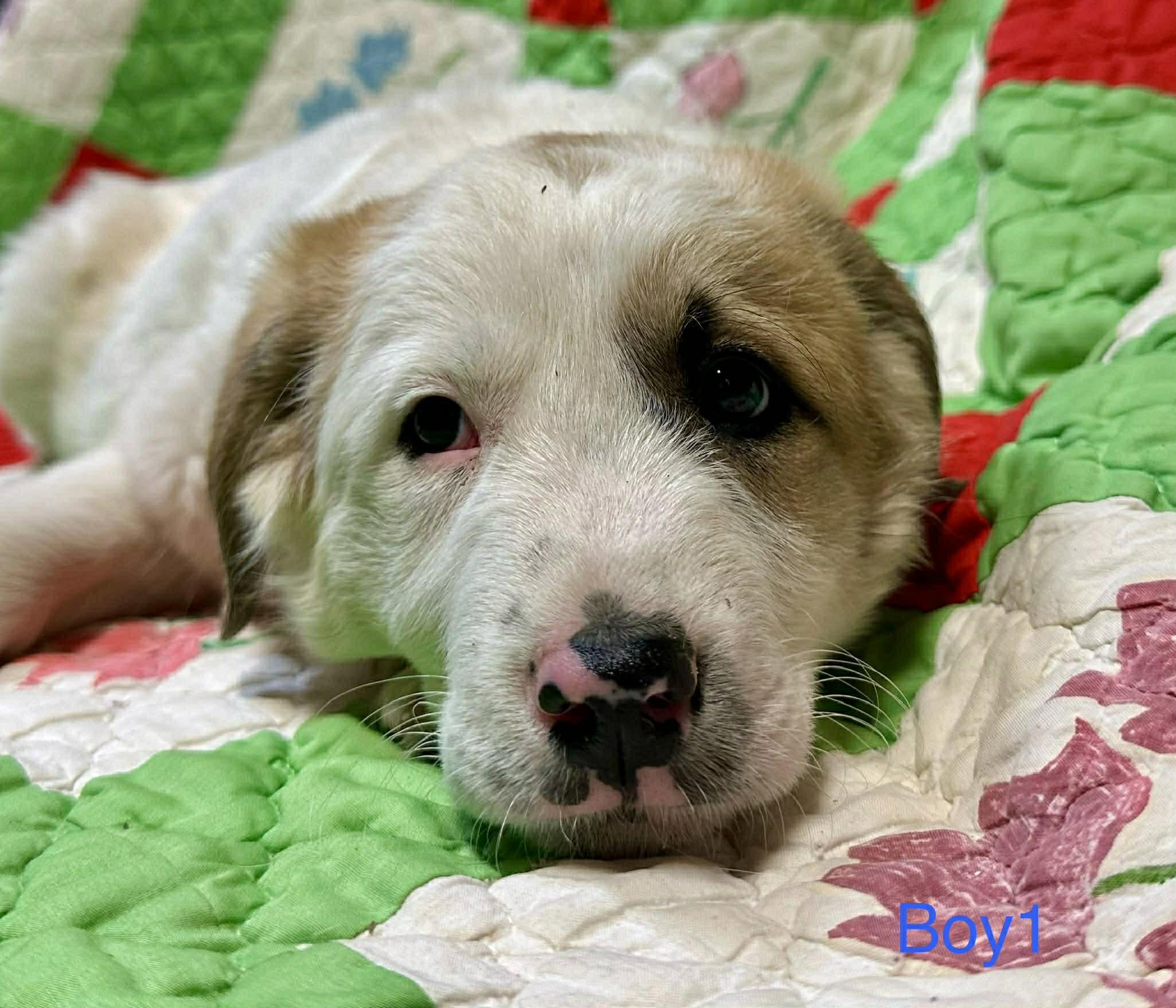 Jacoby Jackpot — thumbnail 6