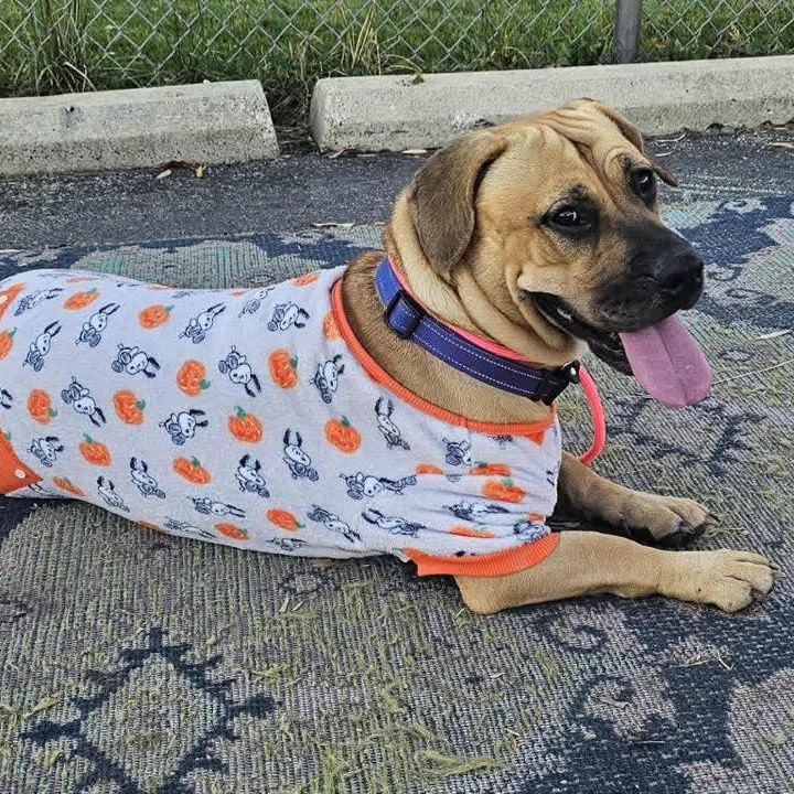 SKY ~$0 adoption fee