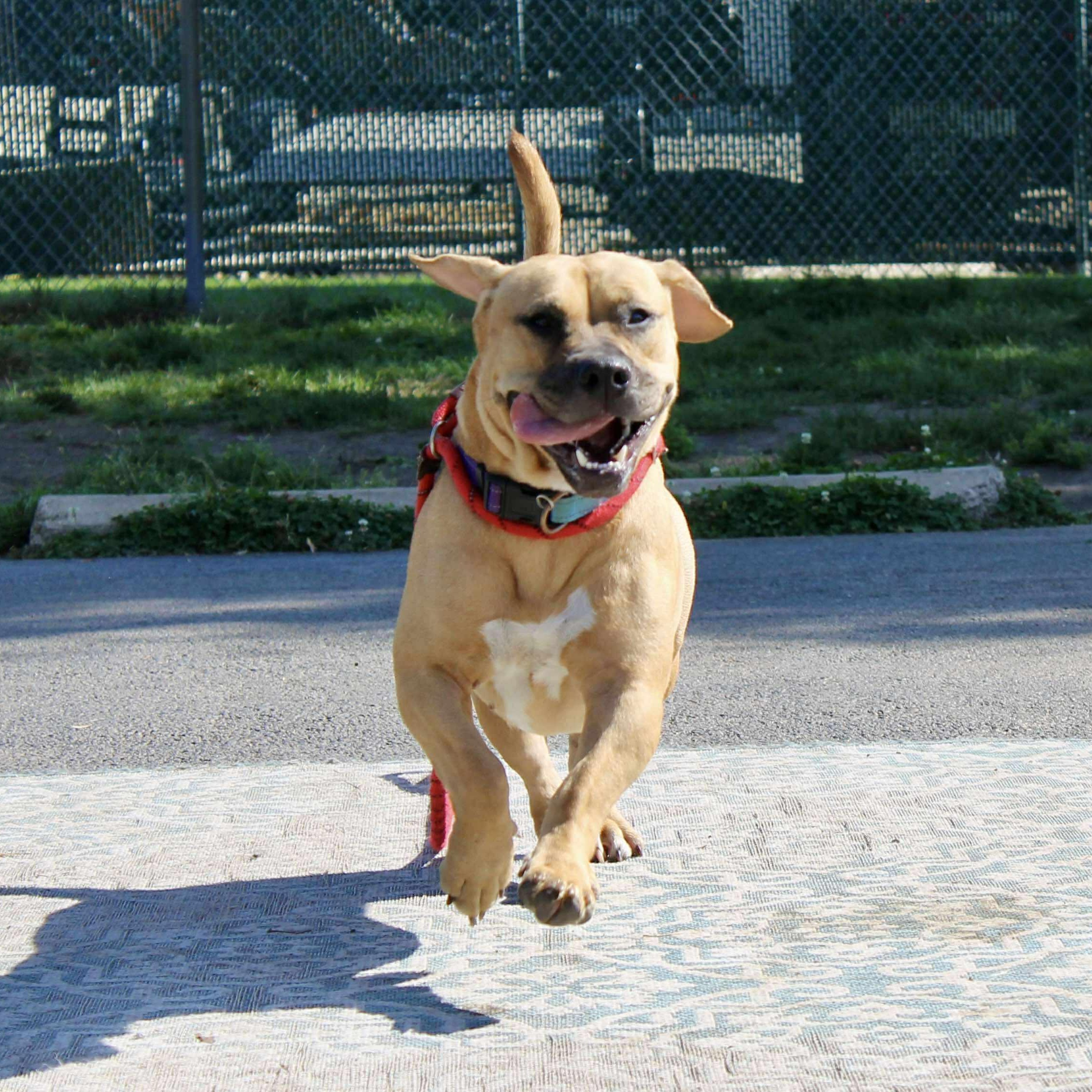 SKY ~$0 adoption fee