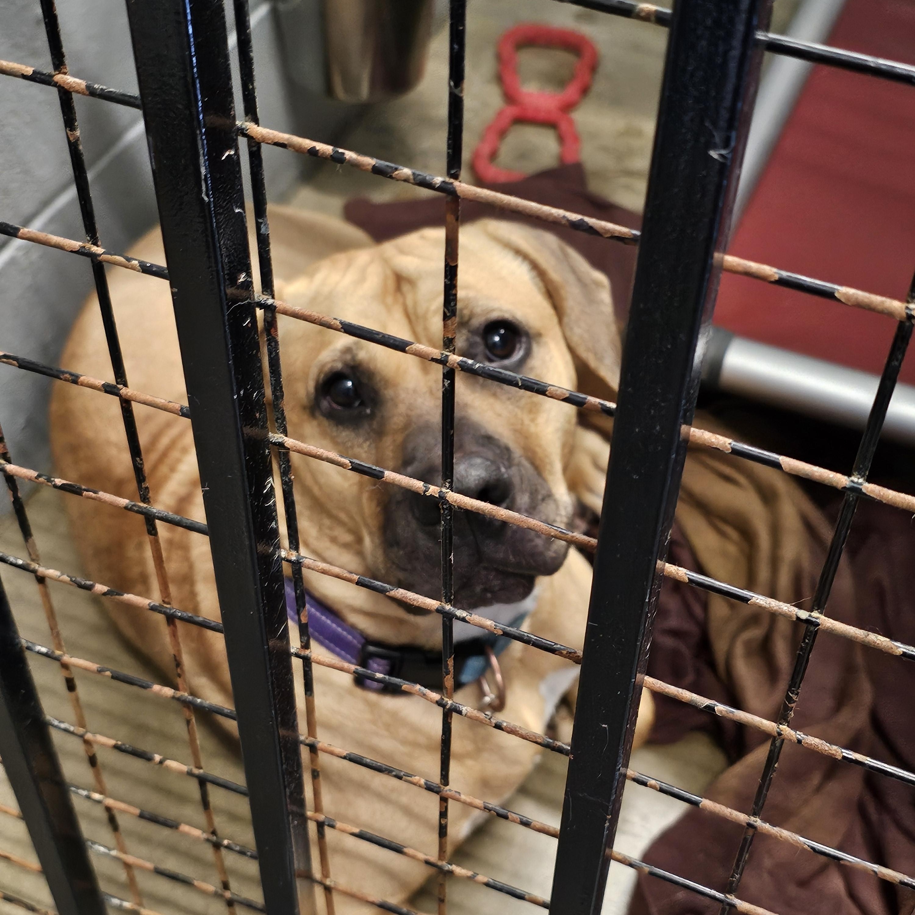 SKY ~$0 adoption fee