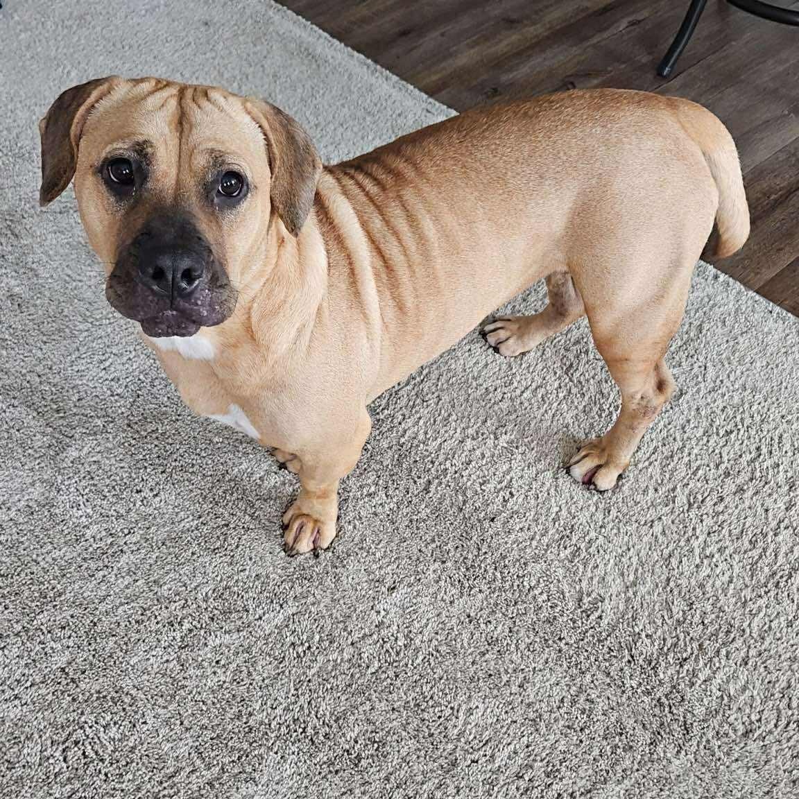 SKY ~$0 adoption fee