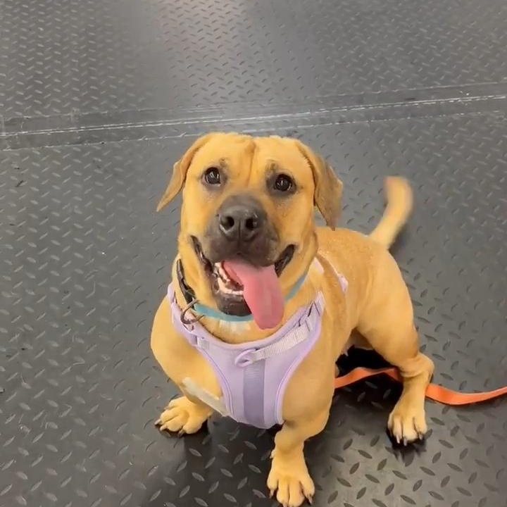 SKY ~$0 adoption fee