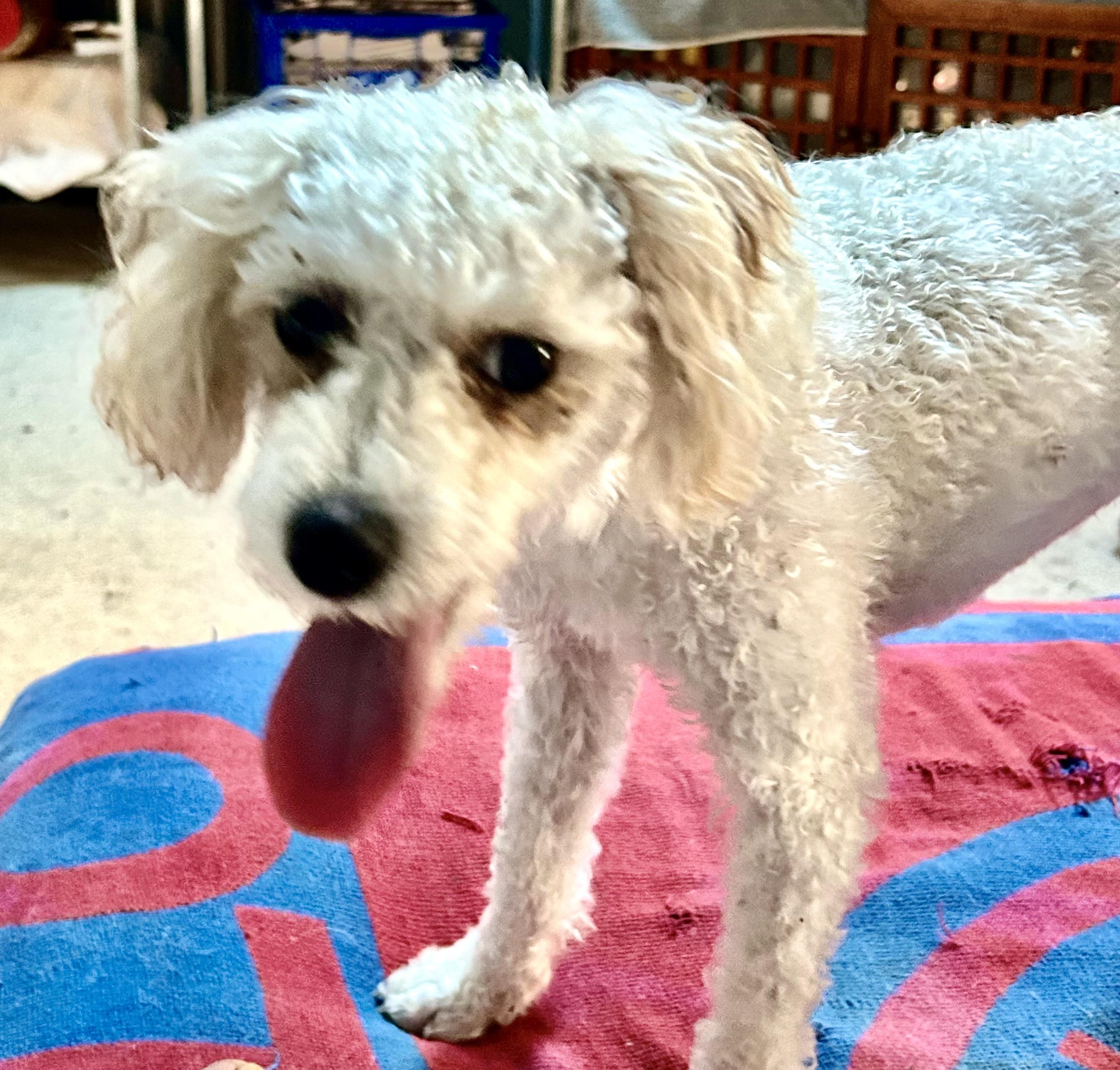 Little Mandy