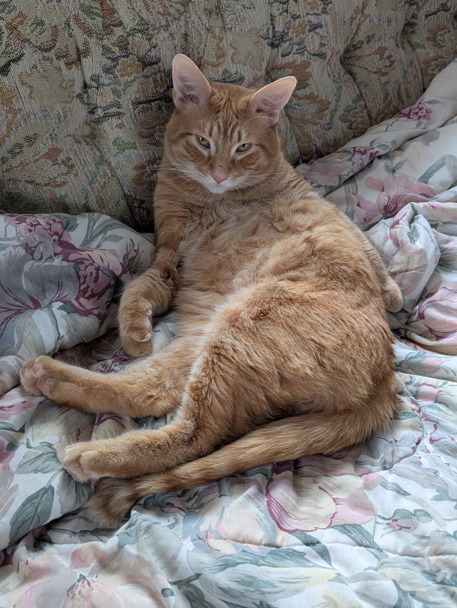 Kevin Bacon, Adopted, Adult Male Domestic Short Hair.