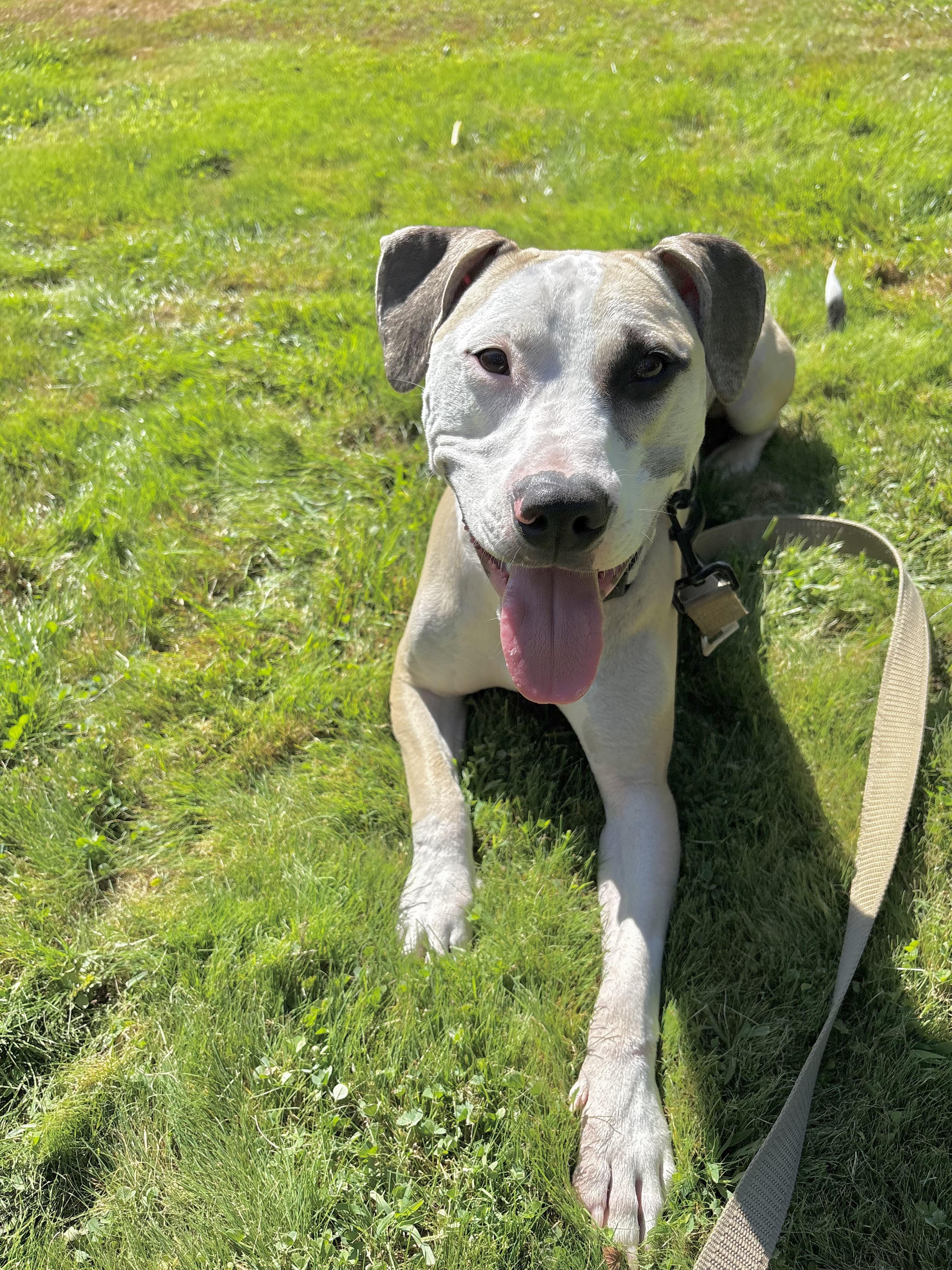 Enlarge $300 Adoption Fee~ Fix in NH! Come Meet our Adoptable Dogs Wed-Sat. More info in Bio!, a Adoptable mixed breed in Manchester, NH image 1/4