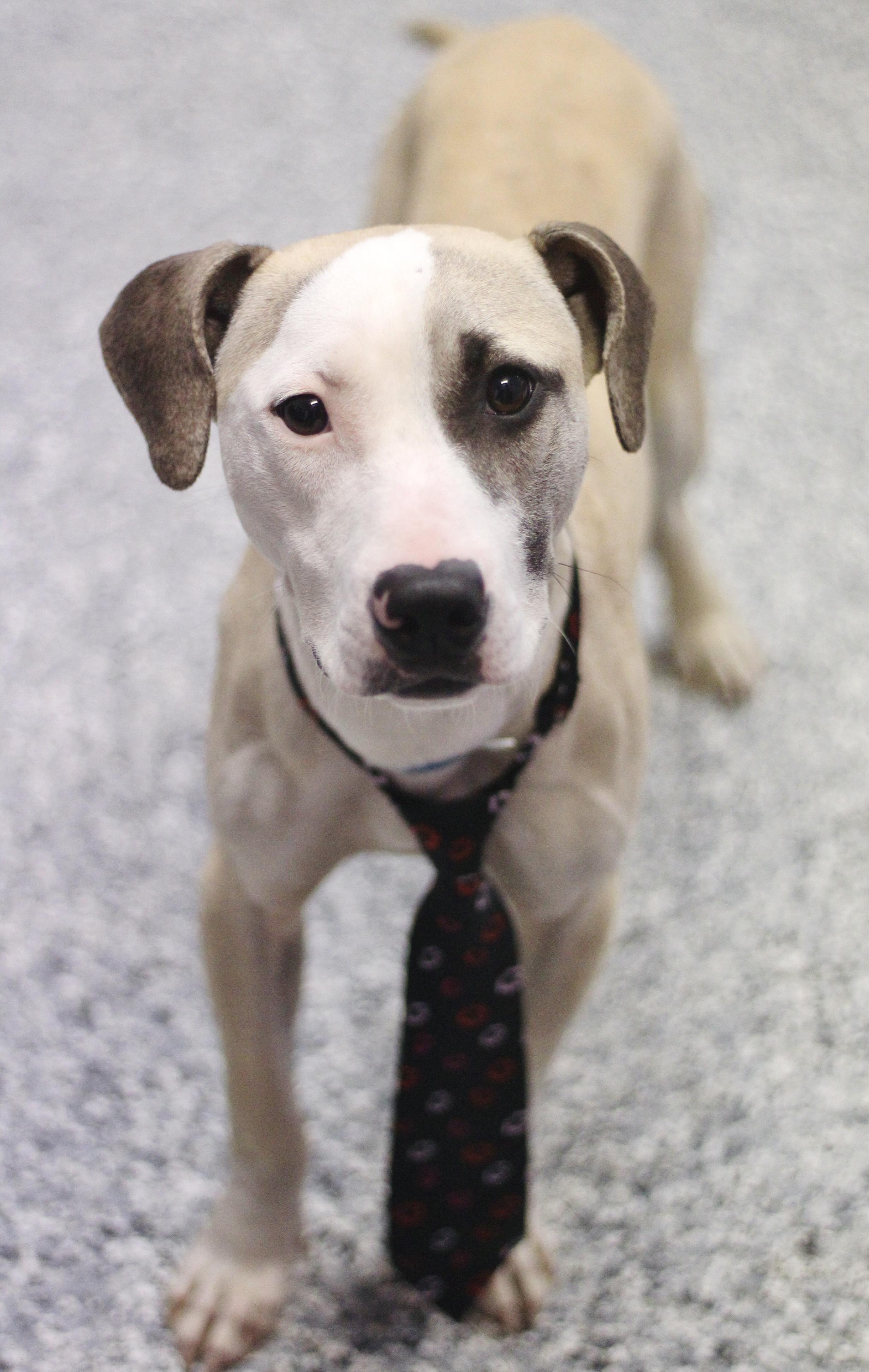 Enlarge $300 Adoption Fee~ Fix in NH! Come Meet our Adoptable Dogs Wed-Sat. More info in Bio!, an adoptable mixed breed in Manchester, NH image 4/4