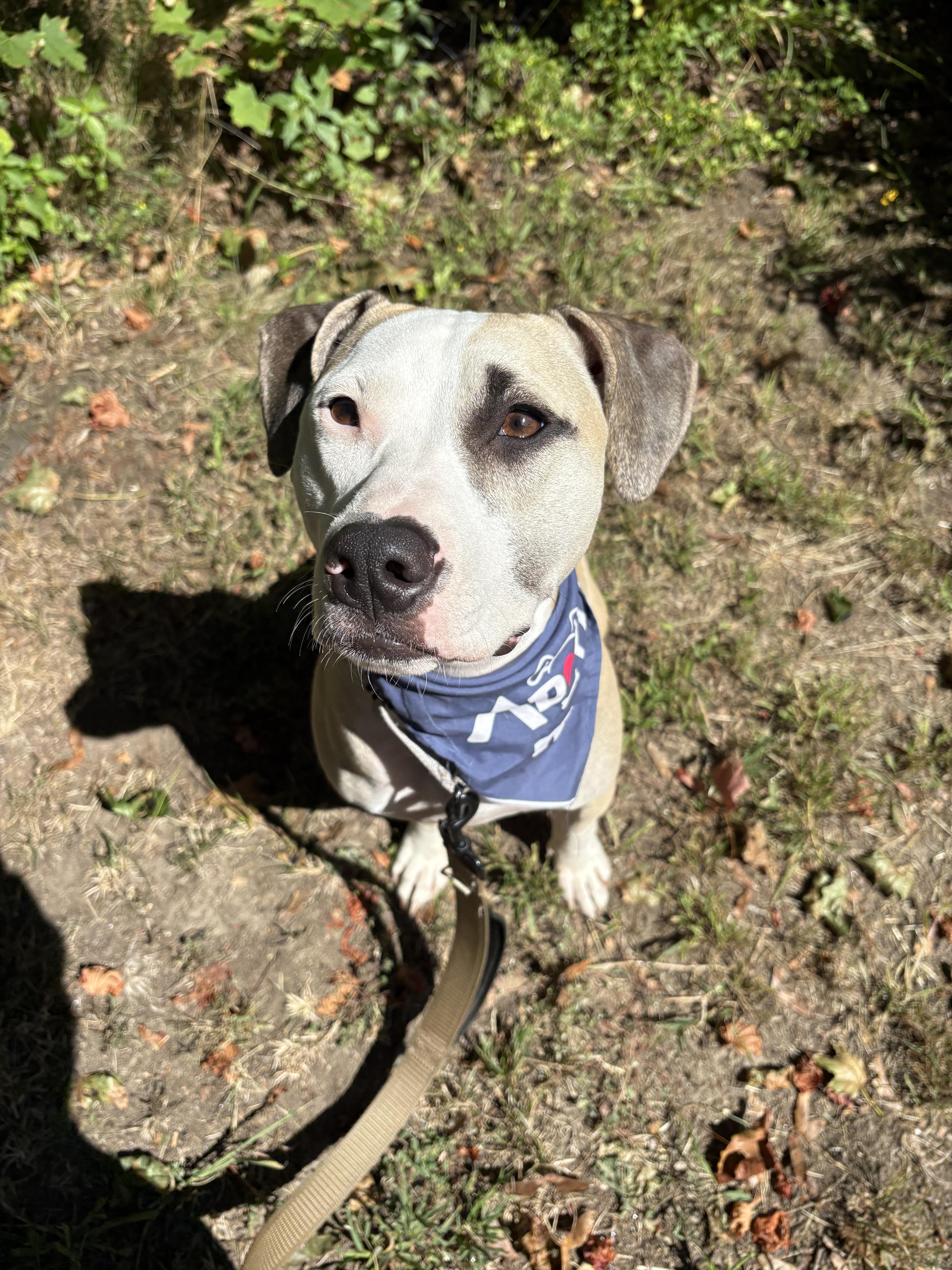 Enlarge $300 Adoption Fee~ Fix in NH! Come Meet our Adoptable Dogs Wed-Sat. More info in Bio!, a Adoptable mixed breed in Manchester, NH image 4/4