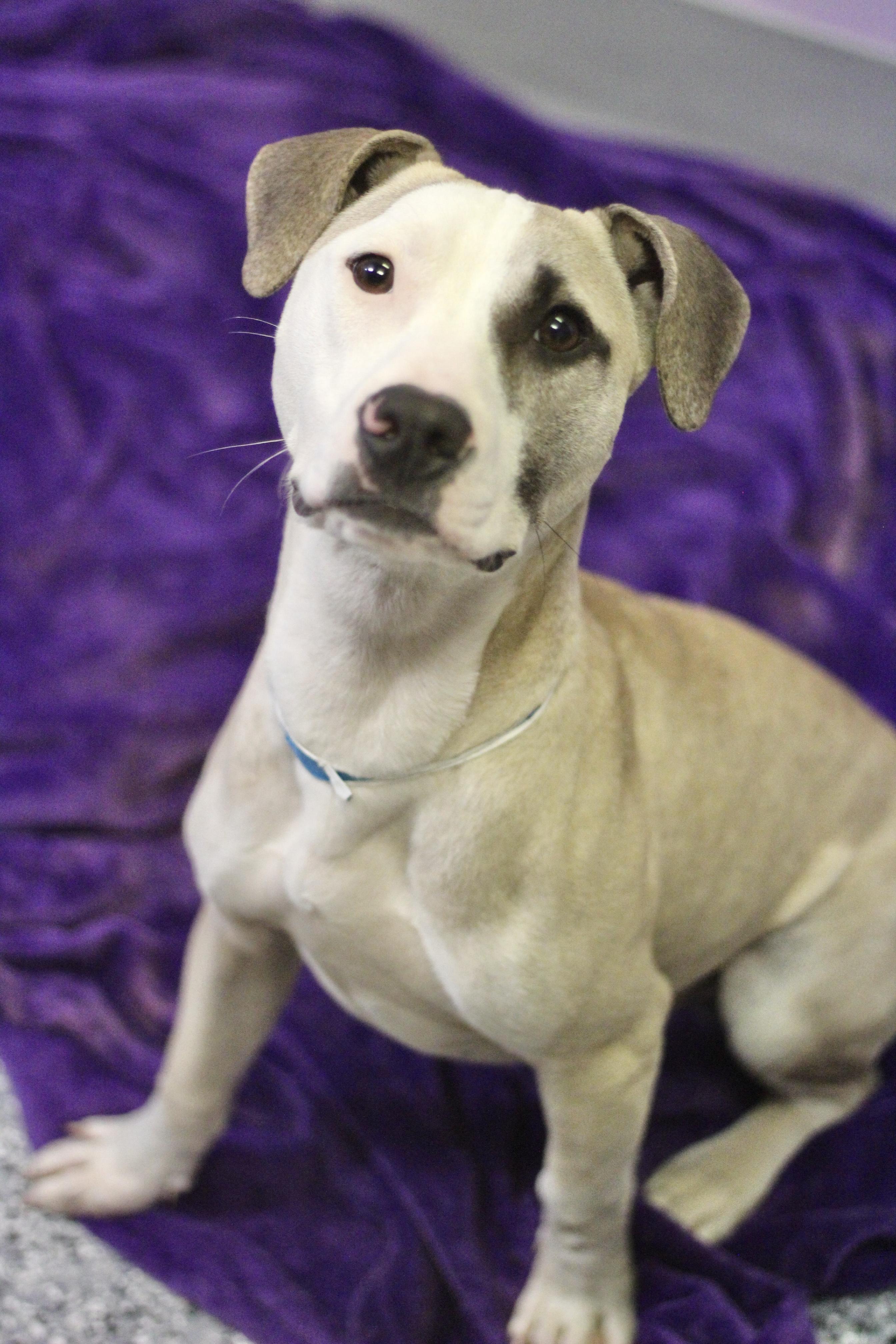 Enlarge $300 Adoption Fee~ Fix in NH! Come Meet our Adoptable Dogs Wed-Sat. More info in Bio!, an adoptable mixed breed in Manchester, NH image 3/4
