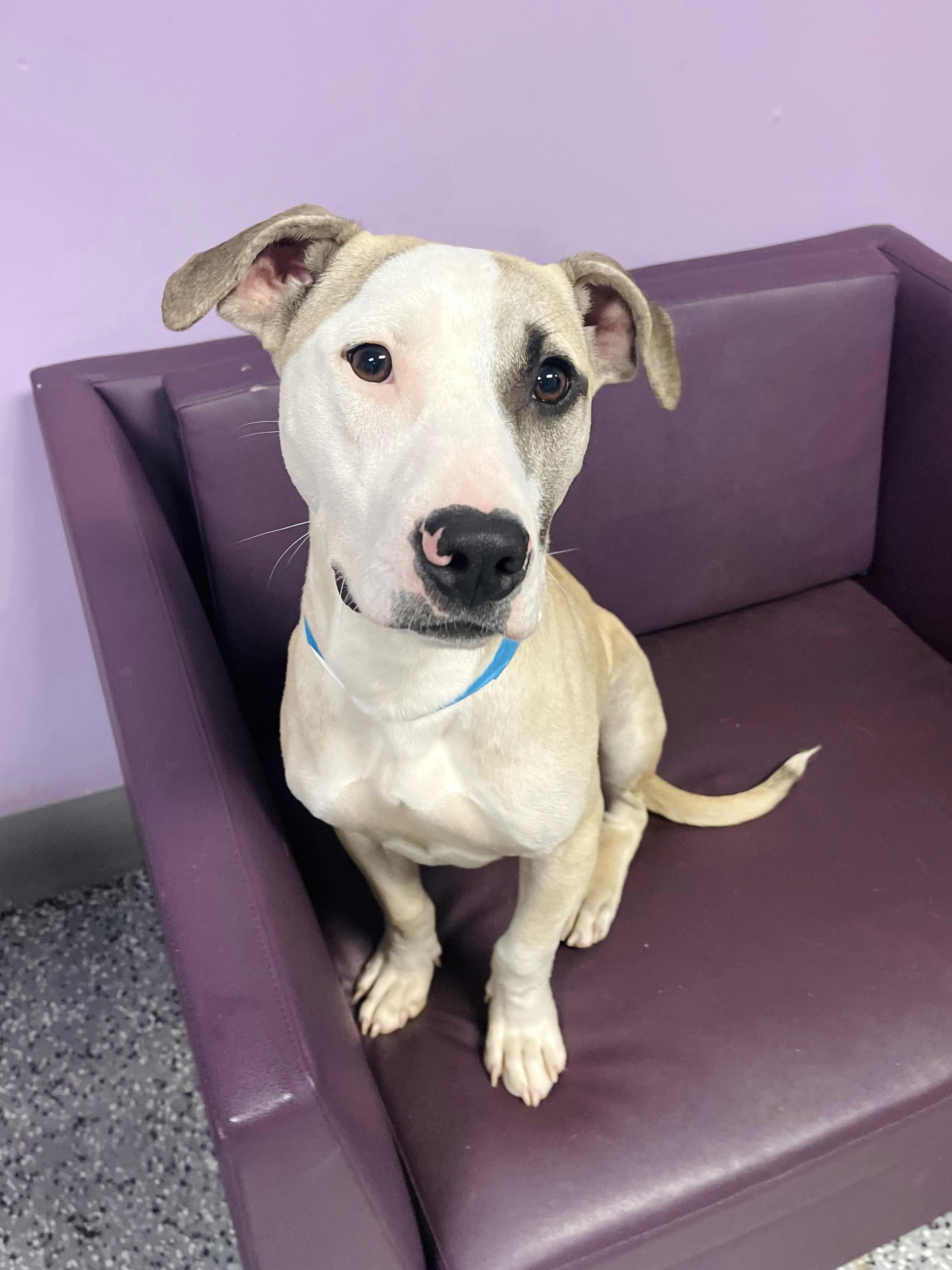 $300 Adoption Fee~ Fix in NH! Come Meet our Adoptable Dogs Wed-Sat. More info in Bio!, adoptable, Puppy Male Hound.