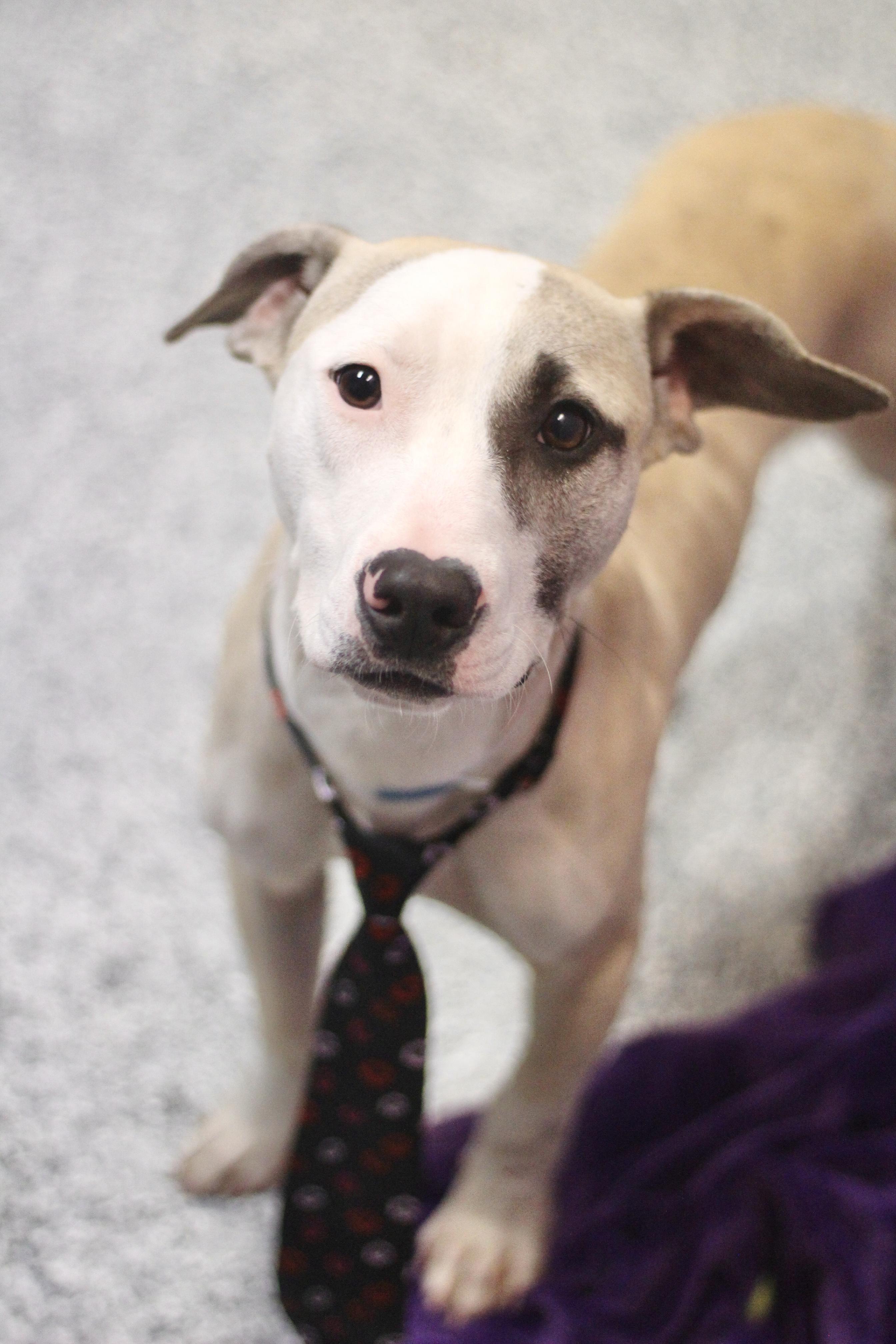 Enlarge $300 Adoption Fee~ Fix in NH! Come Meet our Adoptable Dogs Wed-Sat. More info in Bio!, an adoptable mixed breed in Manchester, NH image 2/4