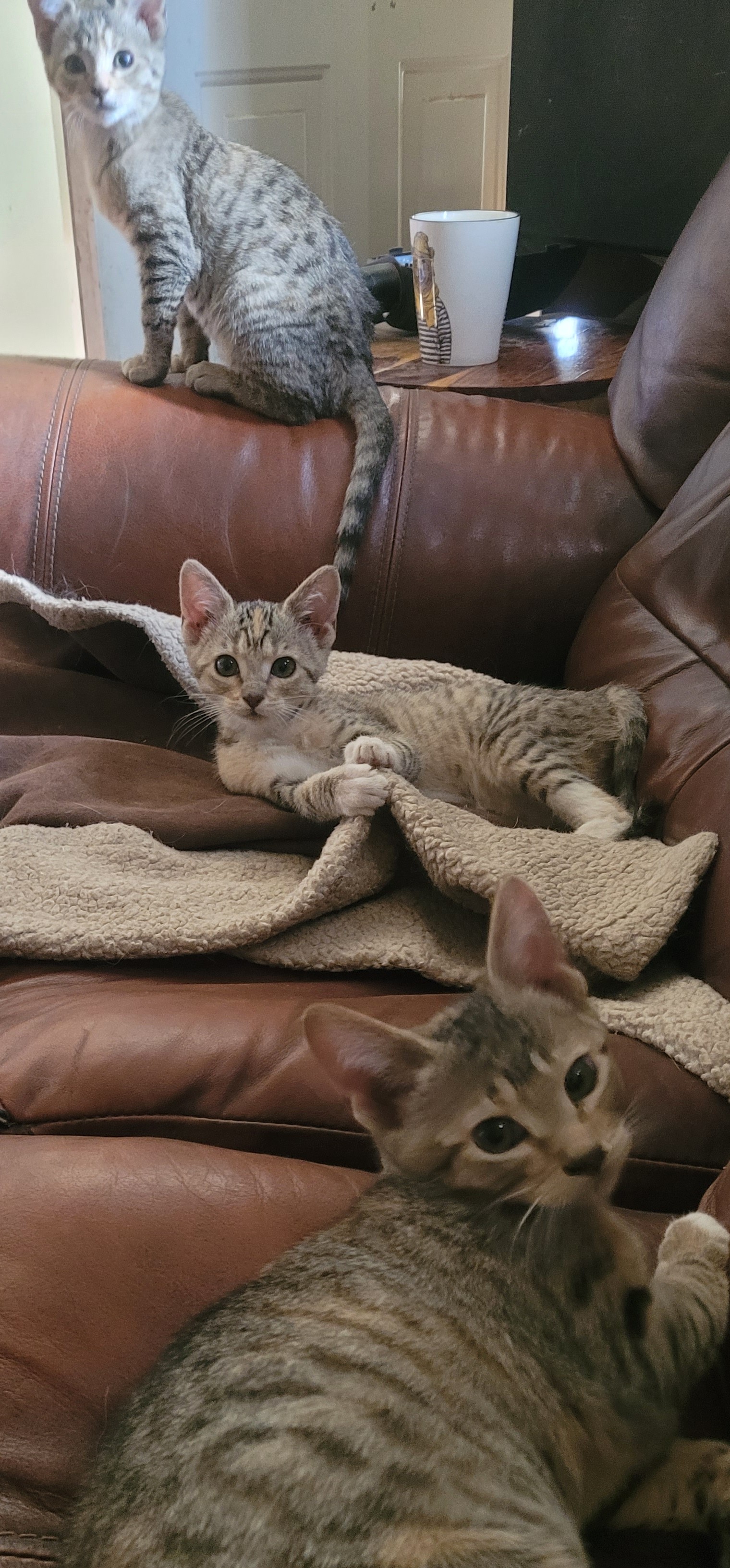 Blanch, Adoptable, Kitten Female American Shorthair.