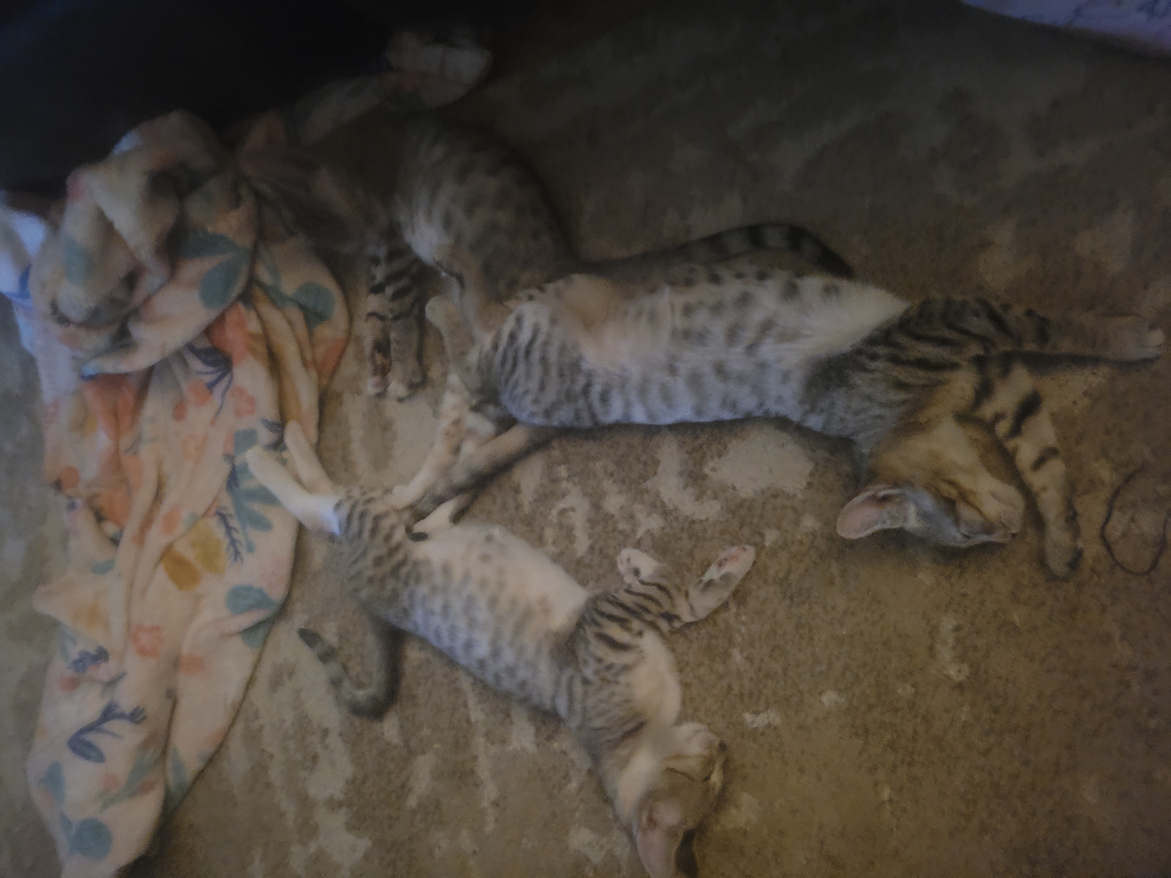 Enlarge Blanch, a Adoptable mixed breed in California Hot Springs, CA image 2/2