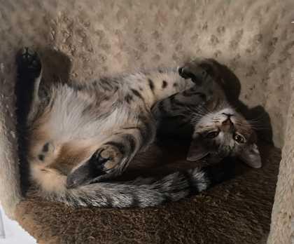 Roly-Poly, Adoptable, Young Male Domestic Short Hair & Domestic Short Hair.