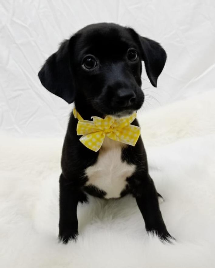 Bailey, Adoptable, Puppy Female Mixed Breed.