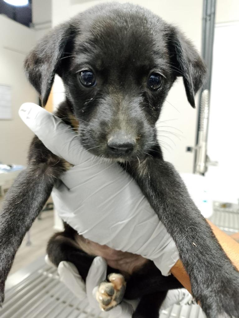 Bailey, a Adoptable mixed breed in San Juan de Abajo, NAY image 2/2