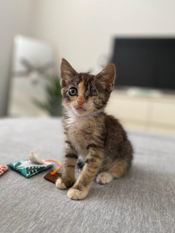 Enlarge Una, a ADOPTABLE Domestic Short Hair in Sunrise, FL image 1/3