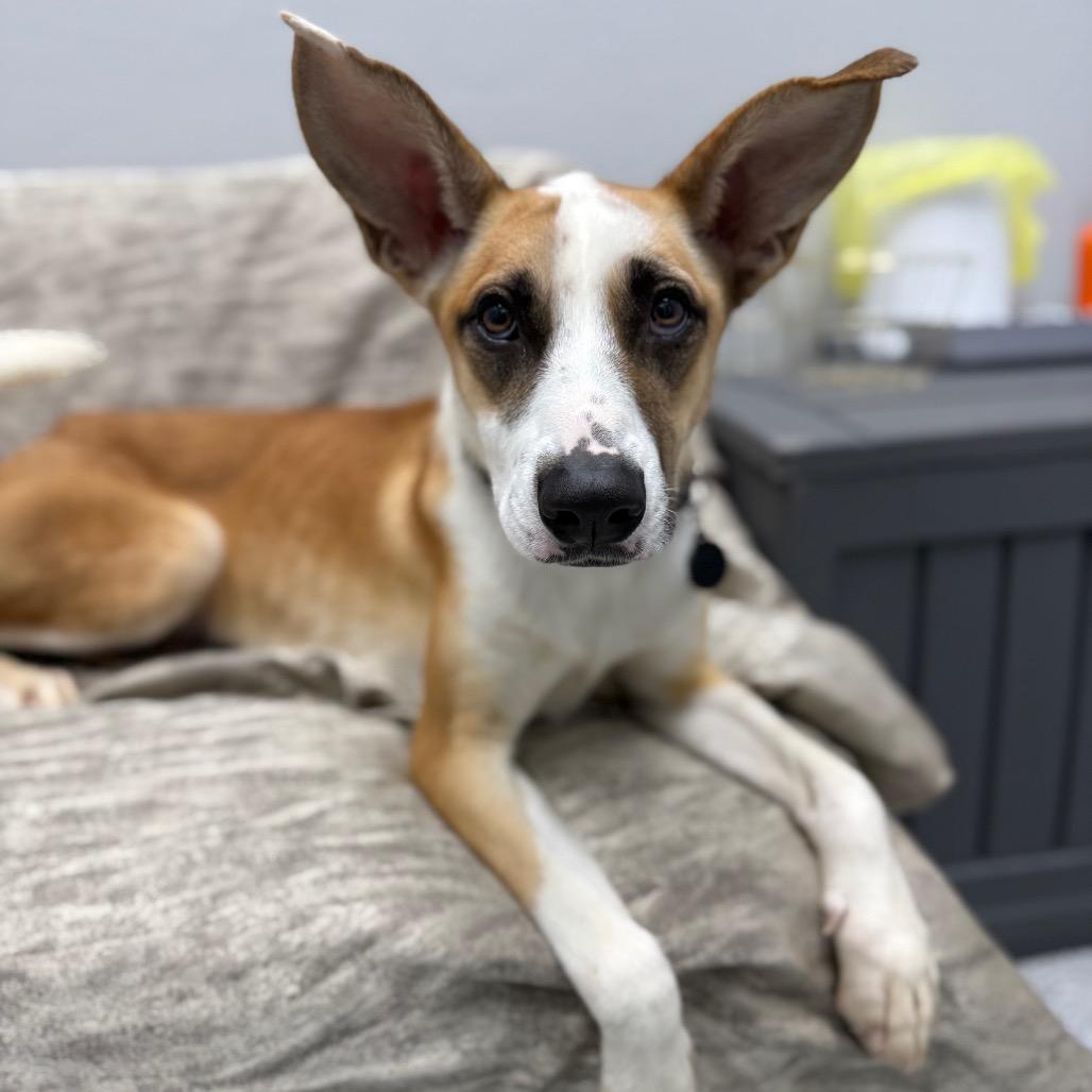 Enlarge Rachel, a ADOPTABLE mixed breed in Monticello, IA image 1/6