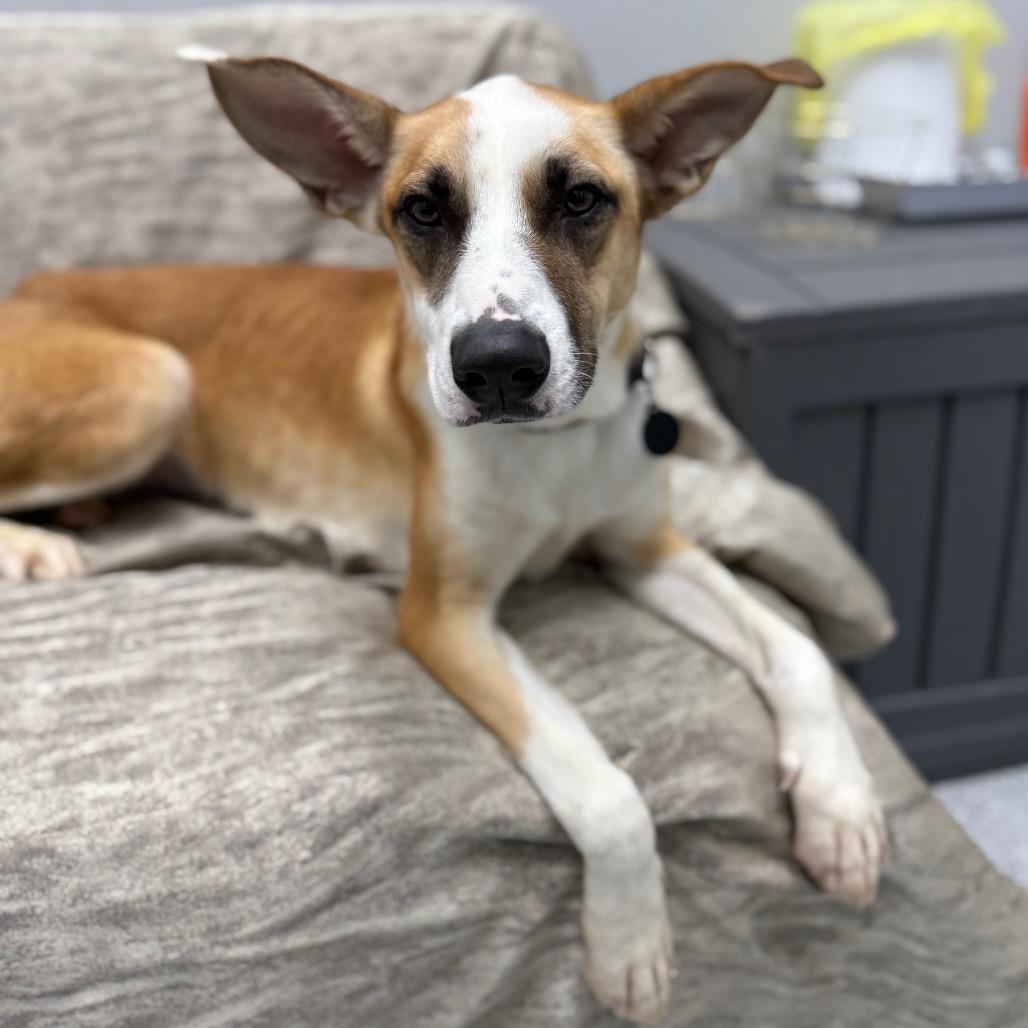 Enlarge Rachel, a ADOPTABLE mixed breed in Monticello, IA image 2/6