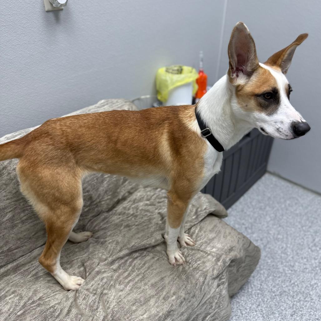 Enlarge Rachel, a ADOPTABLE mixed breed in Monticello, IA image 3/6