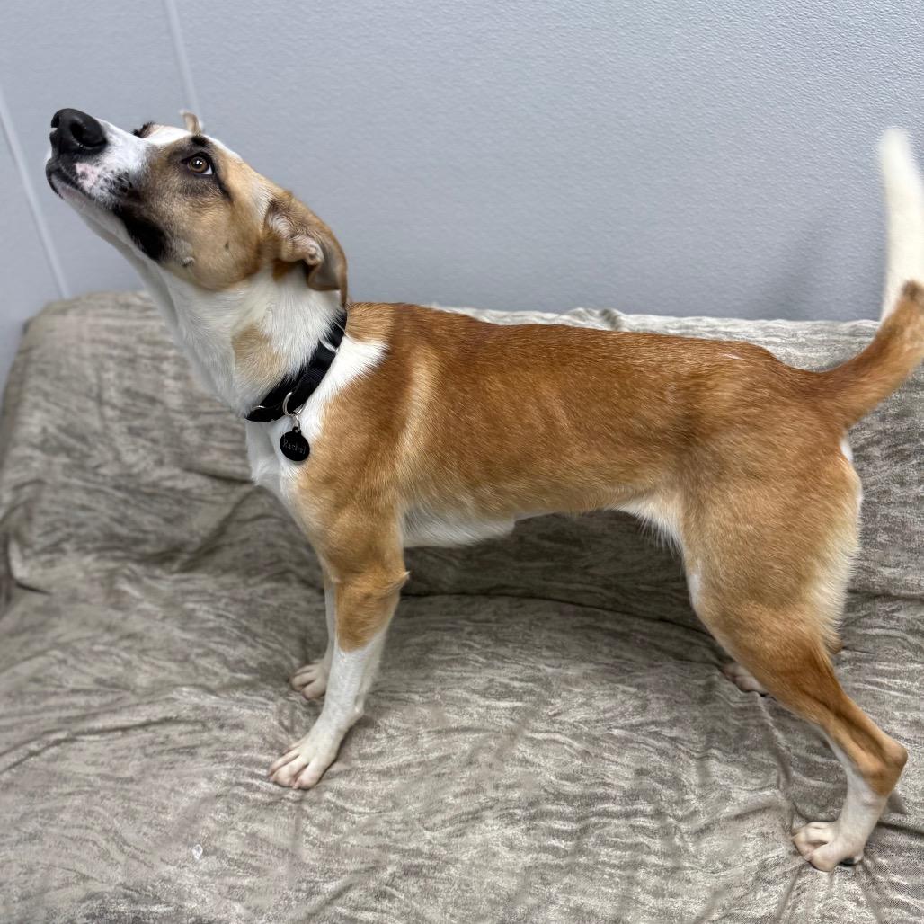 Enlarge Rachel, a ADOPTABLE mixed breed in Monticello, IA image 4/6